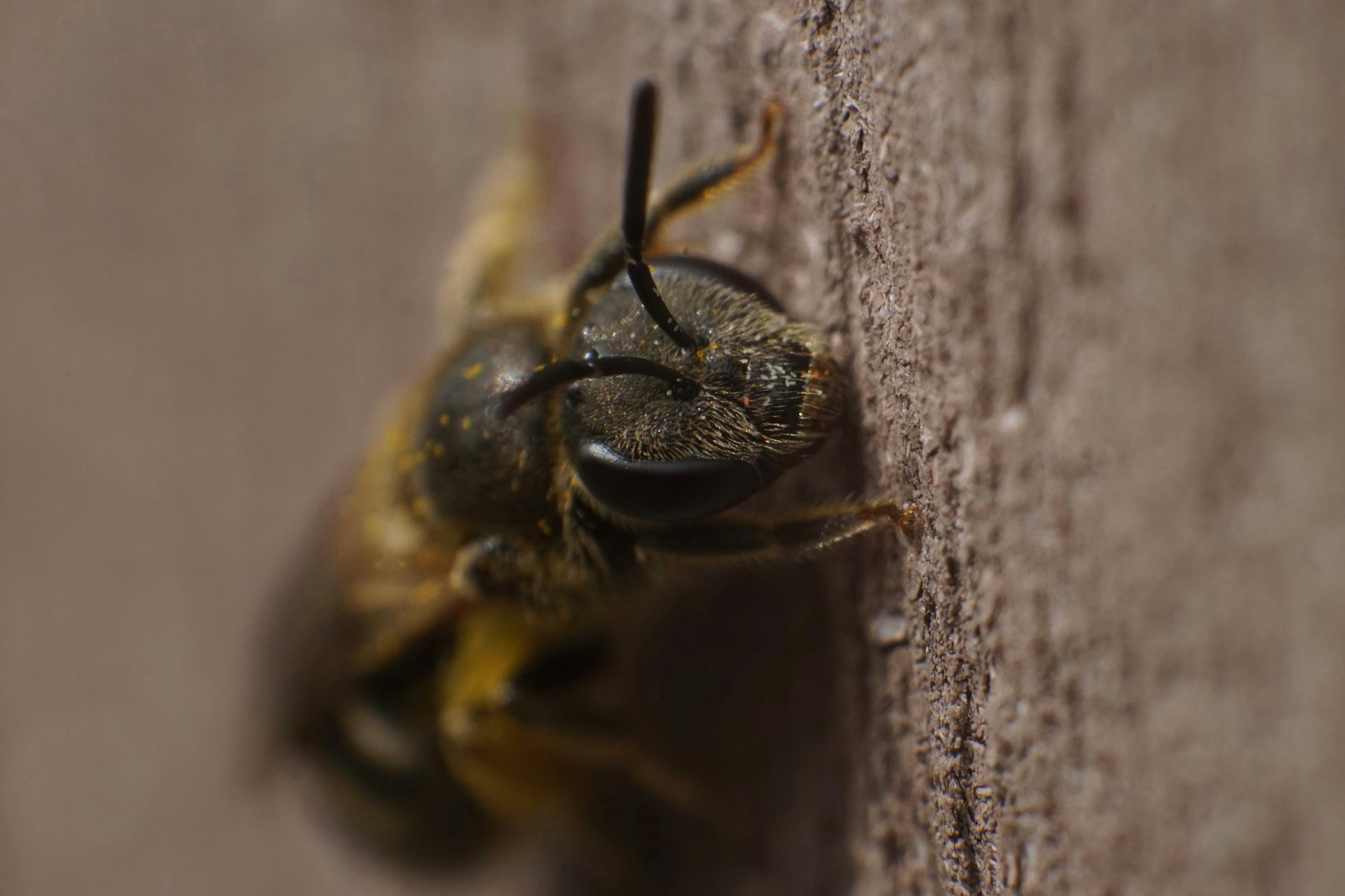 Close-up of a bee's face resting against a wooden surface