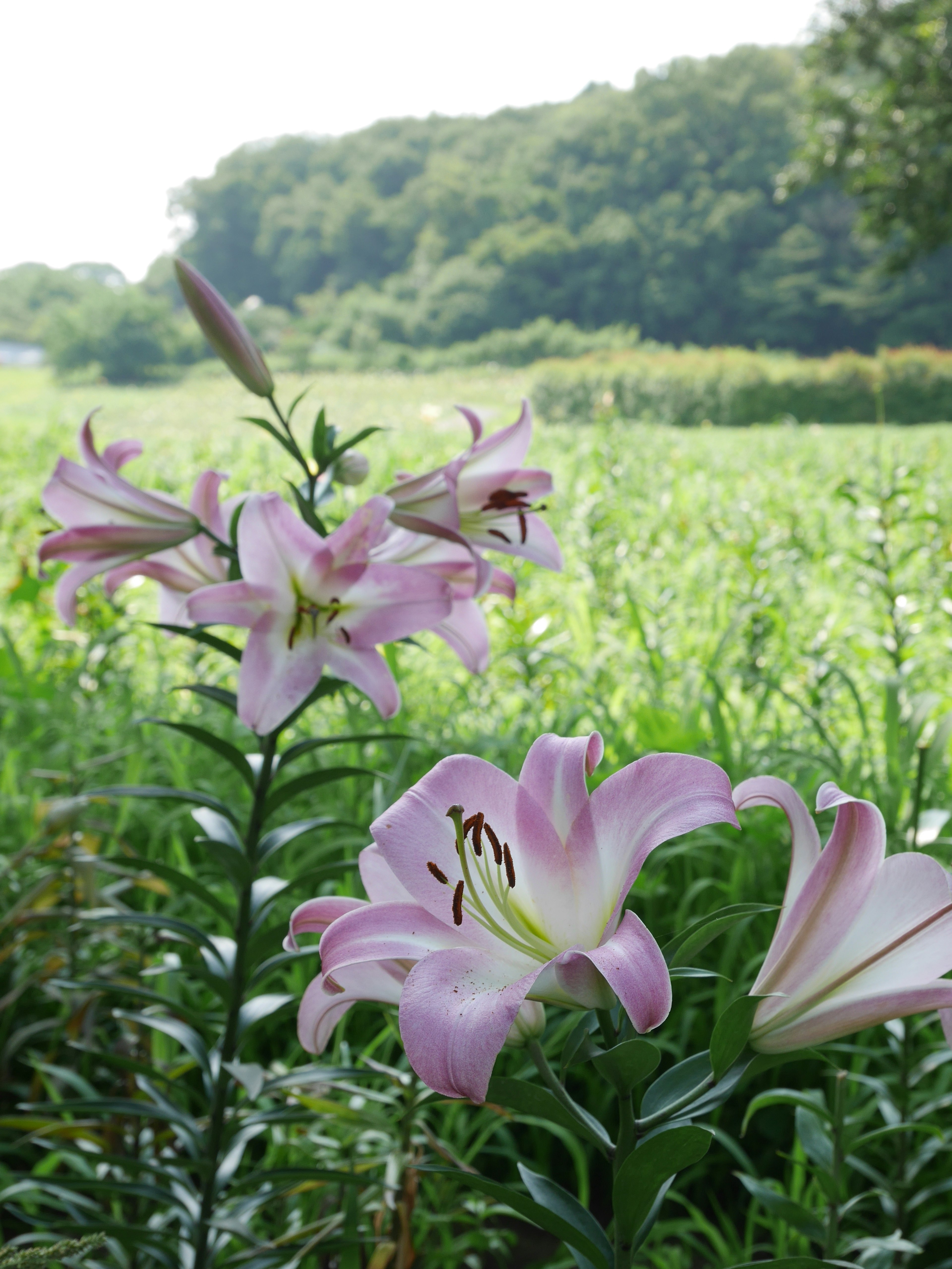 Pink lilies blooming in a lush green landscape