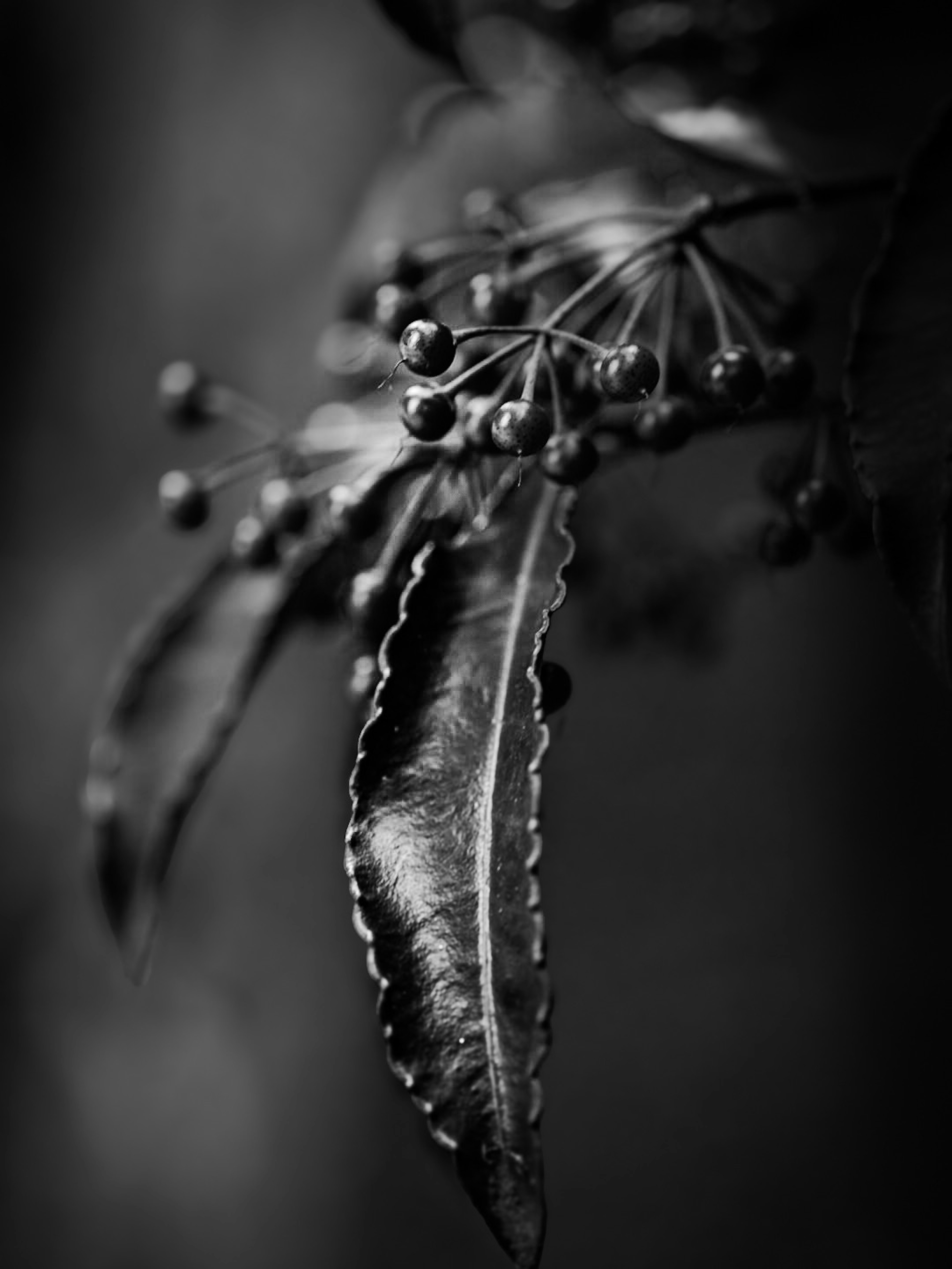 Gros plan de feuilles et baies en noir et blanc