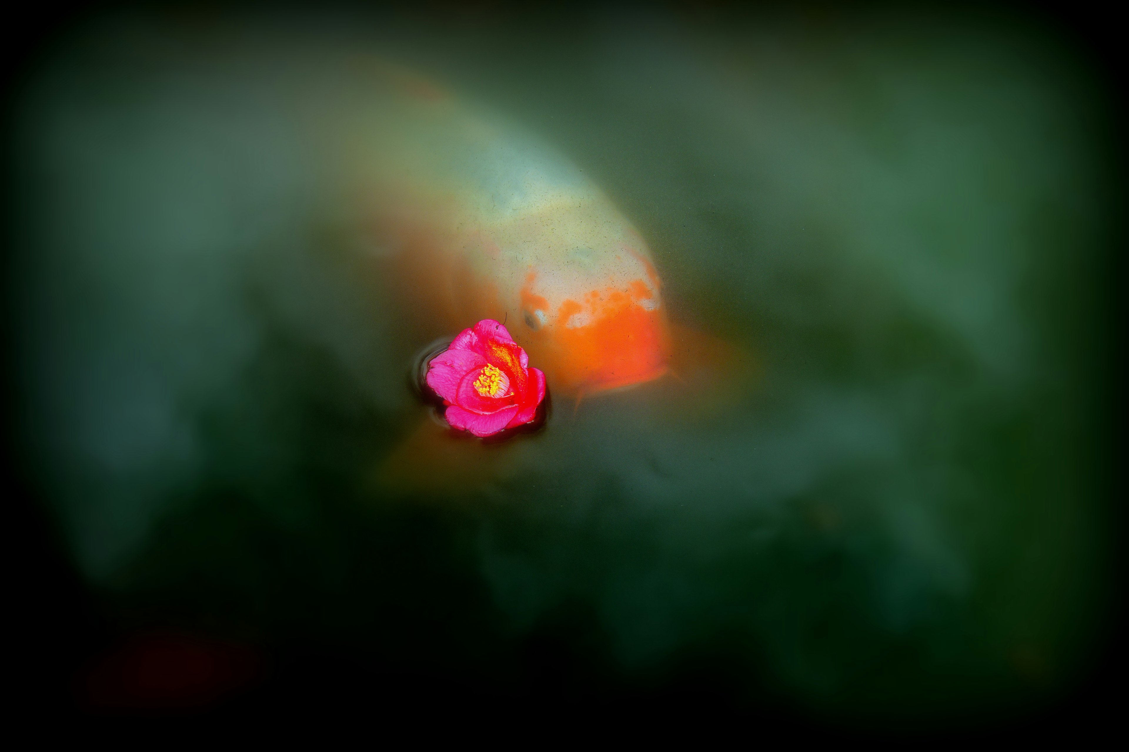 Vibrant pink flower floating on a green background