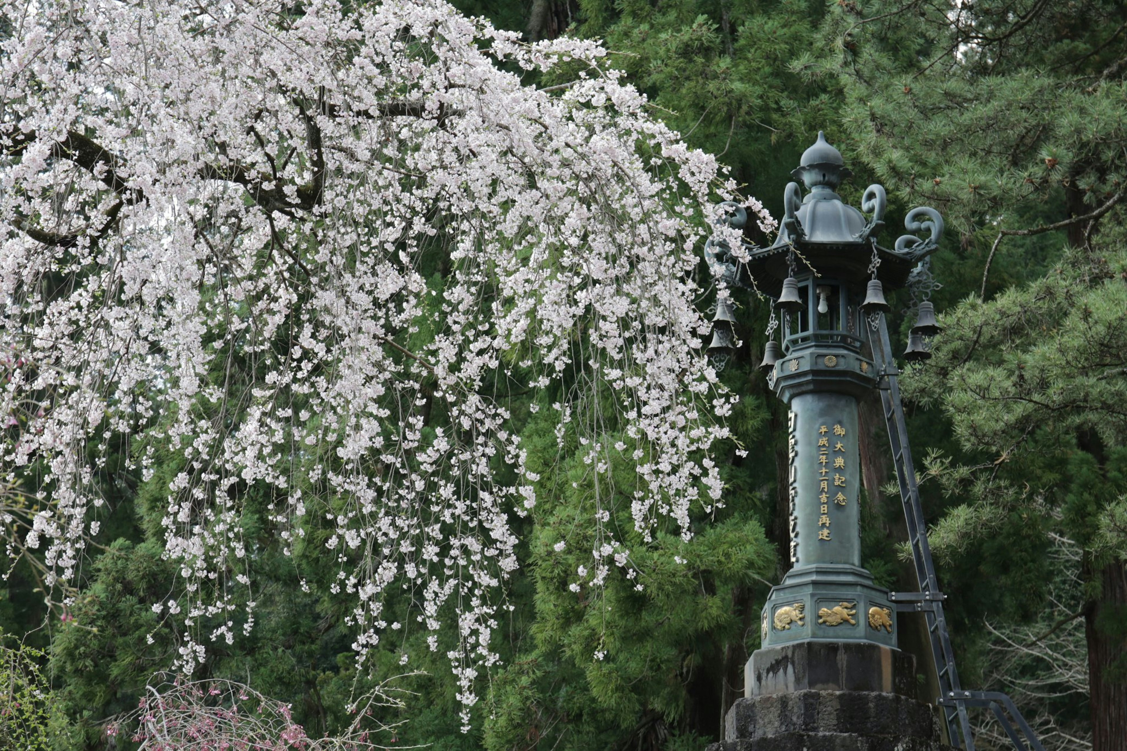 Albero di ciliegio in fiore con una lanterna decorativa