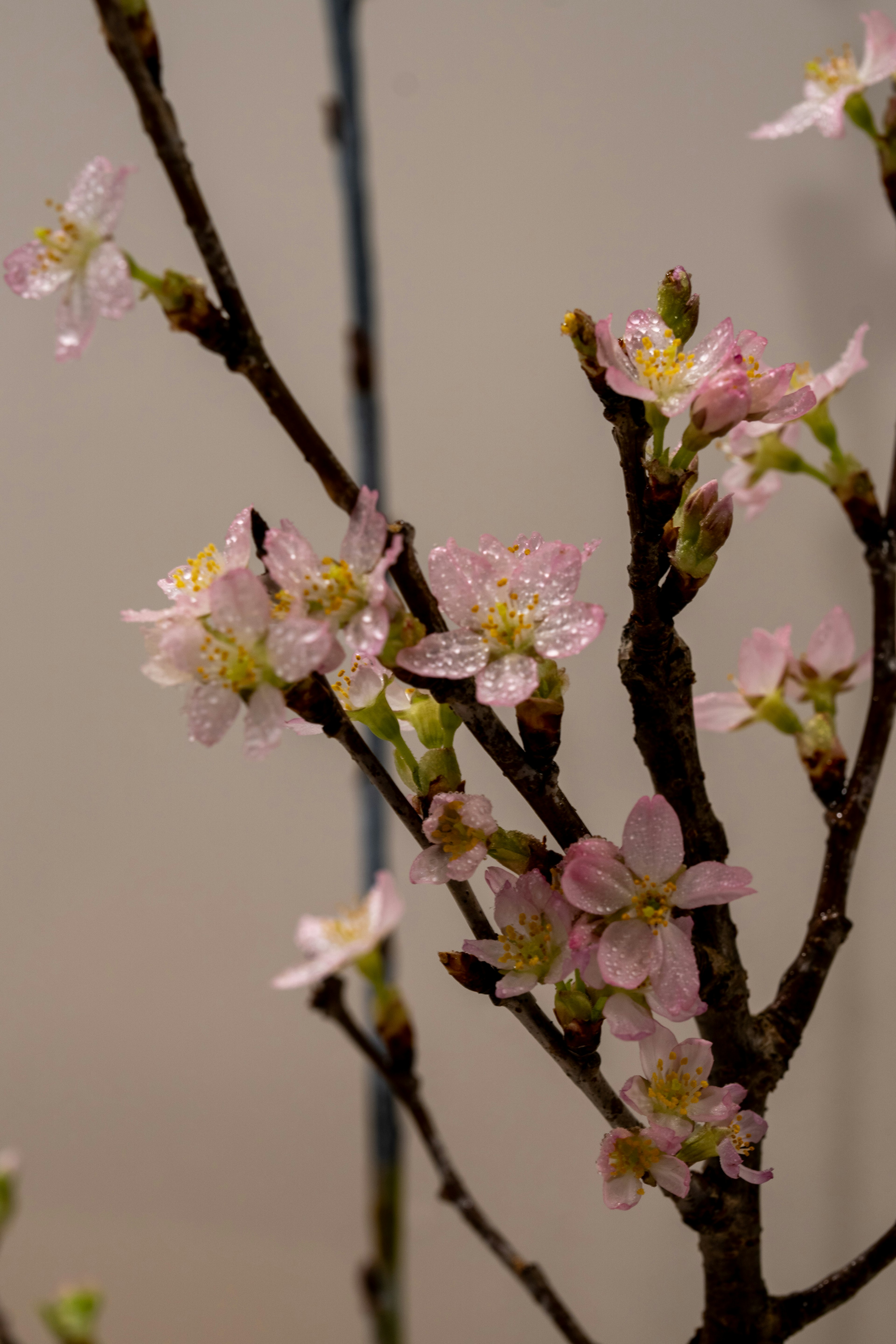 Close-up cabang bunga sakura dengan bunga merah muda