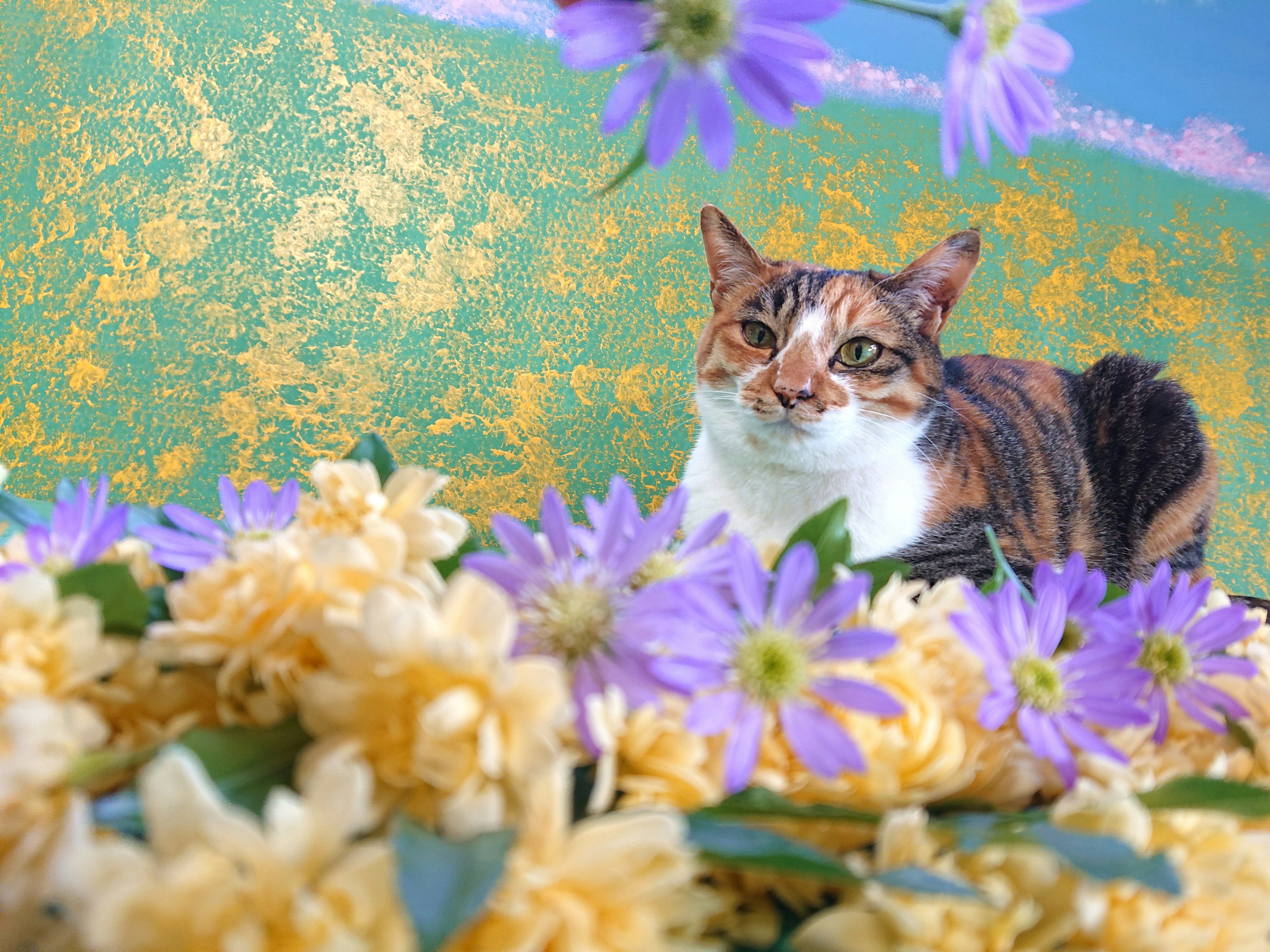 Eine Katze sitzt zwischen bunten Blumen vor einem lebhaften Hintergrund