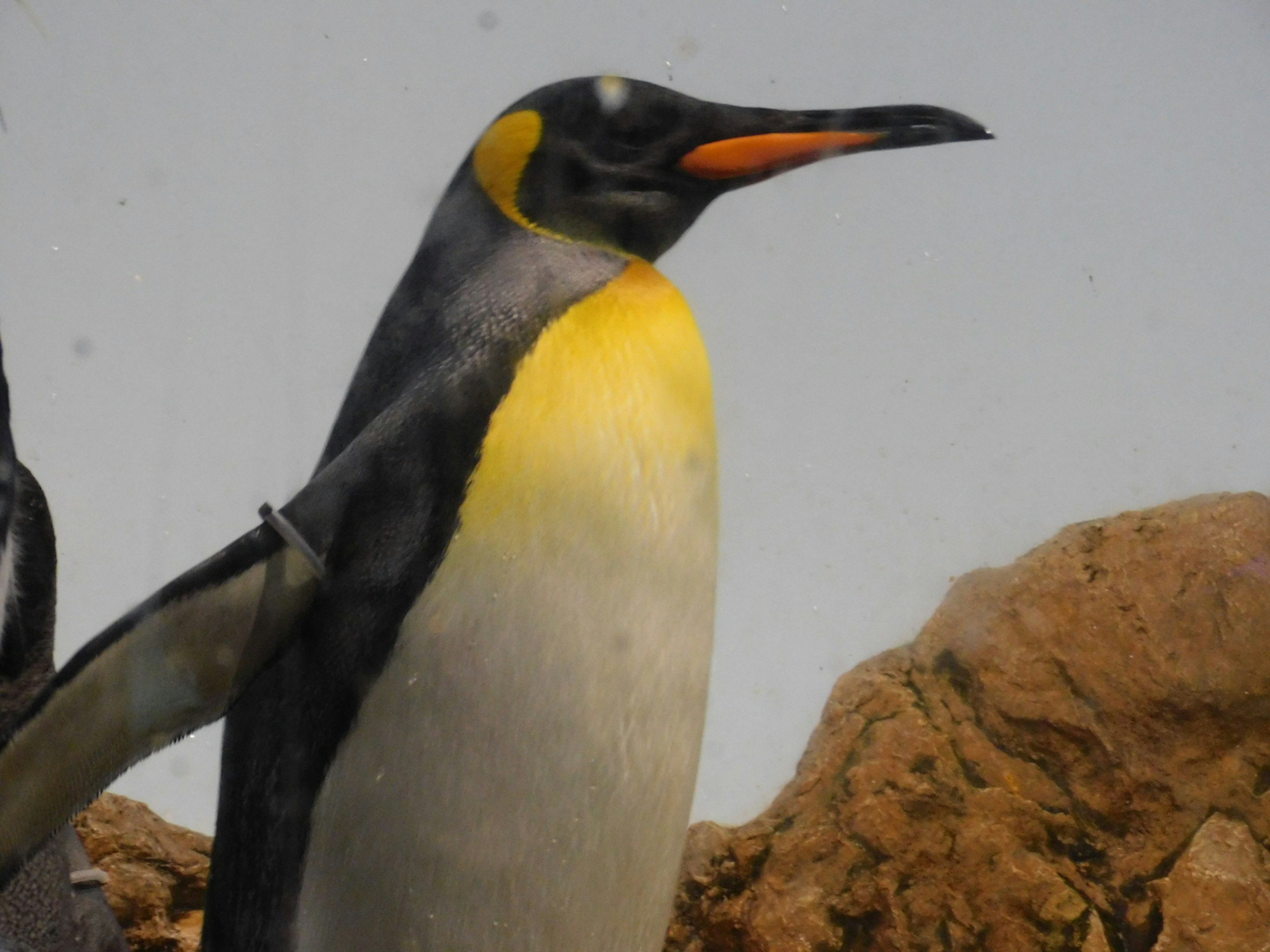 Cerca de un pingüino emperador mostrando sus colores distintivos