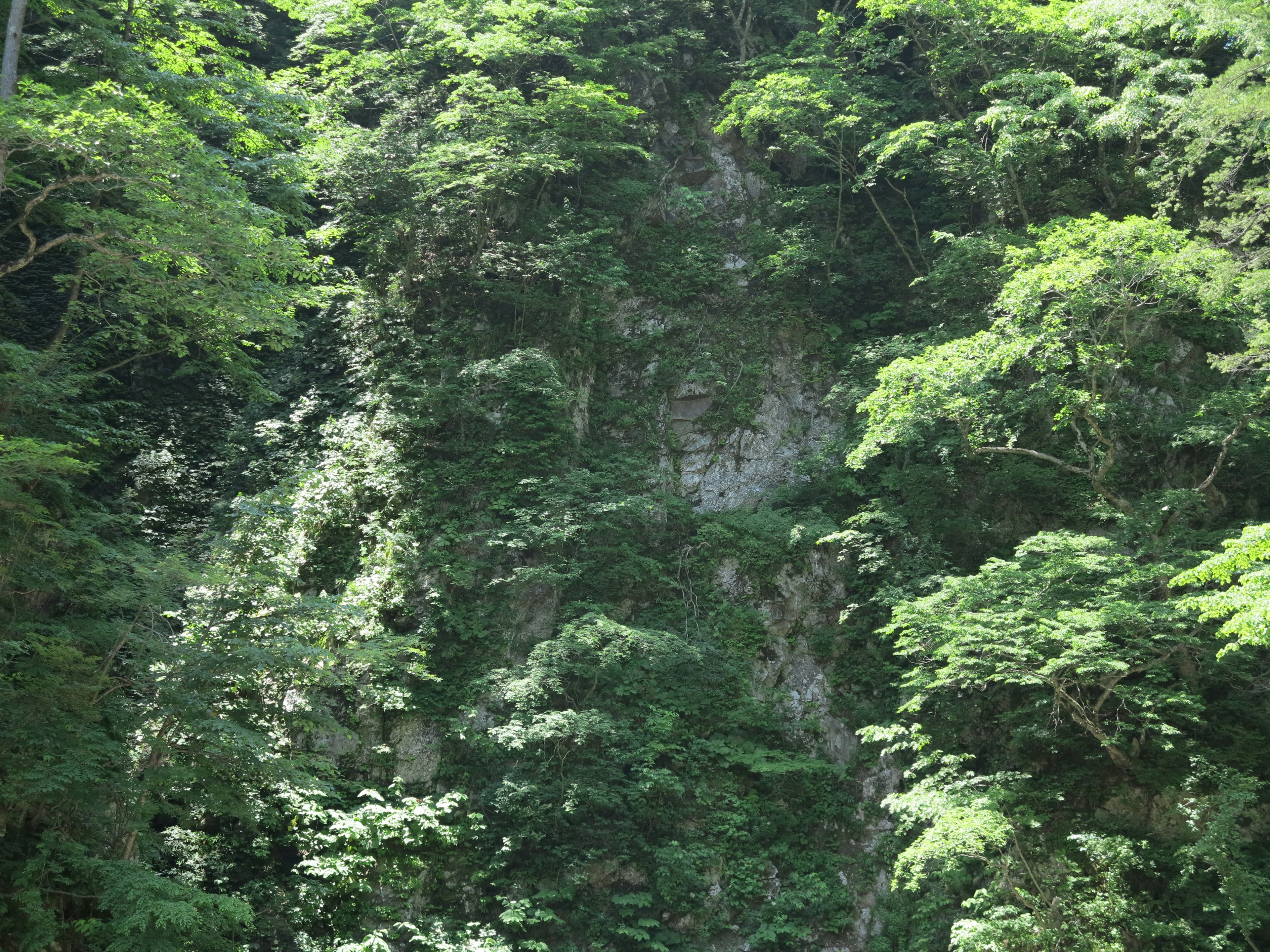 Imagen de un acantilado rocoso rodeado de un bosque verde exuberante