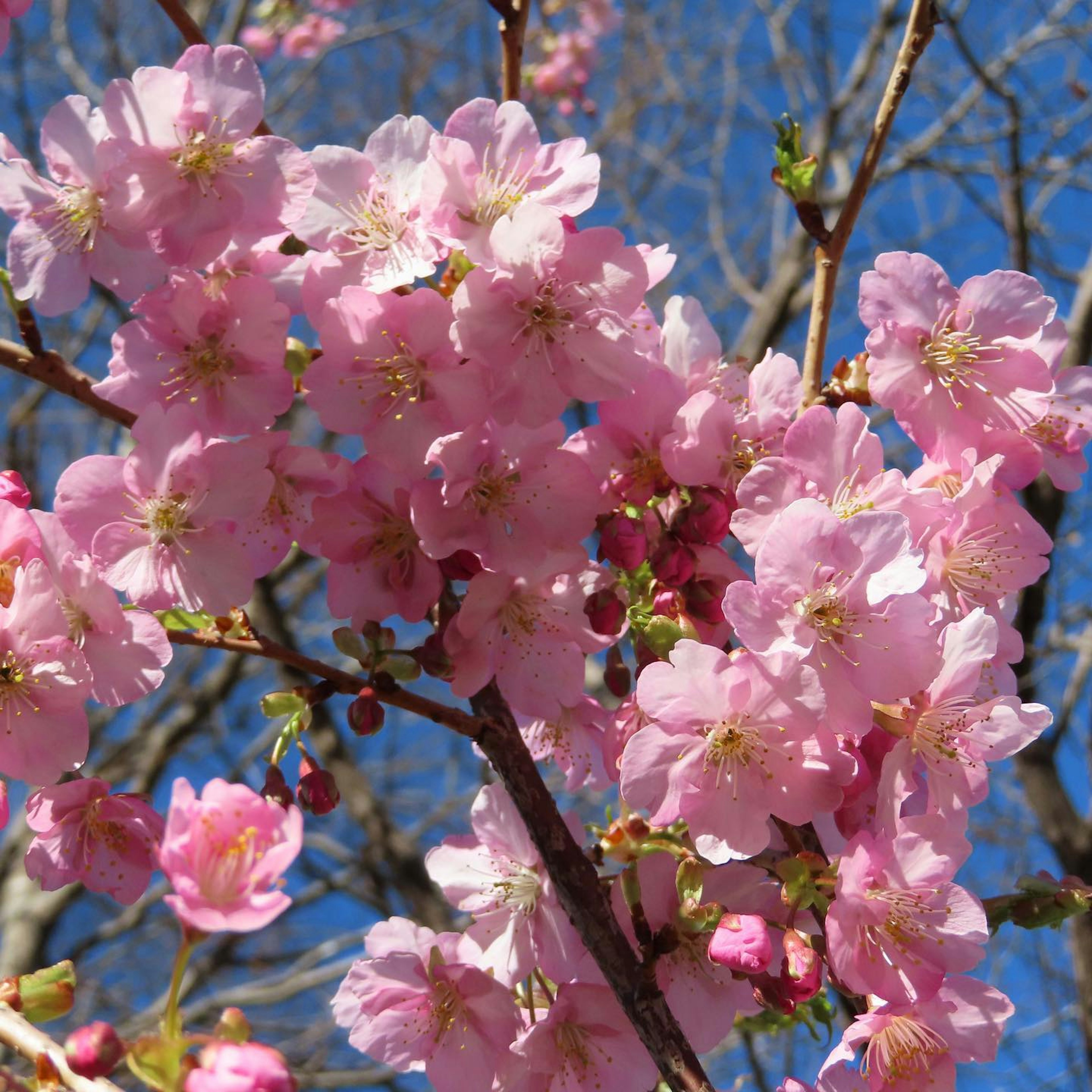 Fiori di ciliegio in piena fioritura con petali rosa morbidi