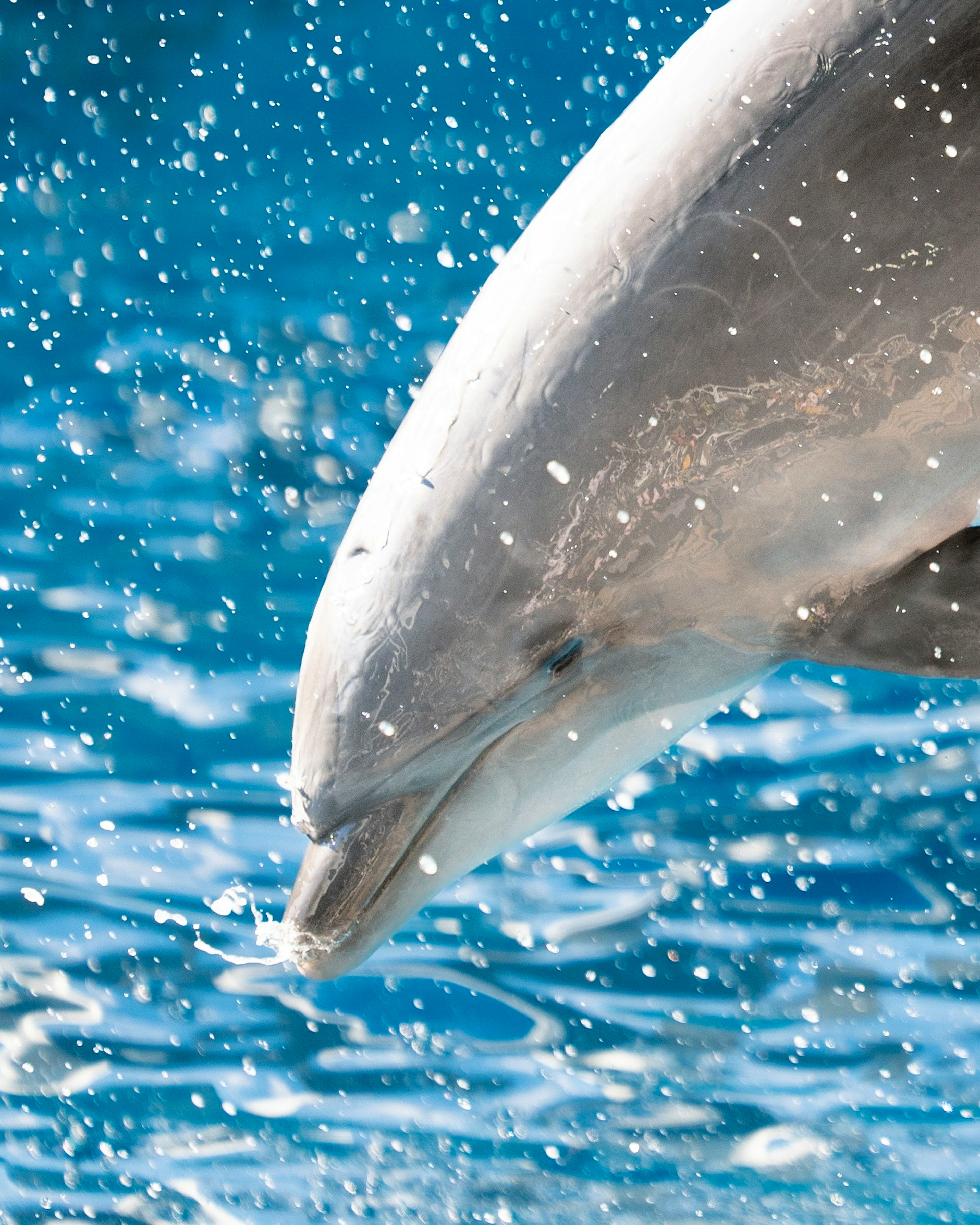 Gros plan de la tête d'un dauphin éclaboussant de l'eau