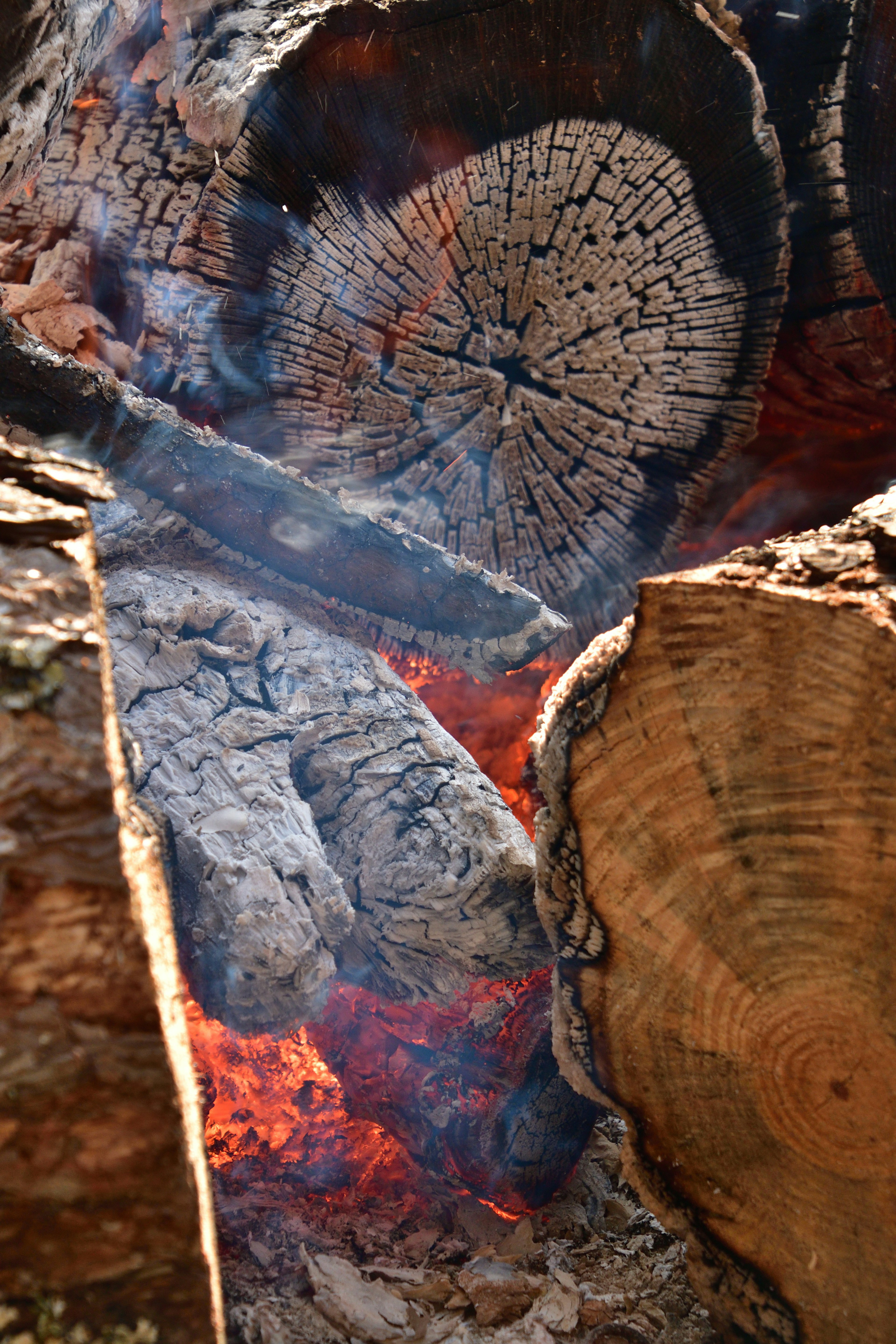 Sezione trasversale di un tronco in fiamme con dettagli di fumo