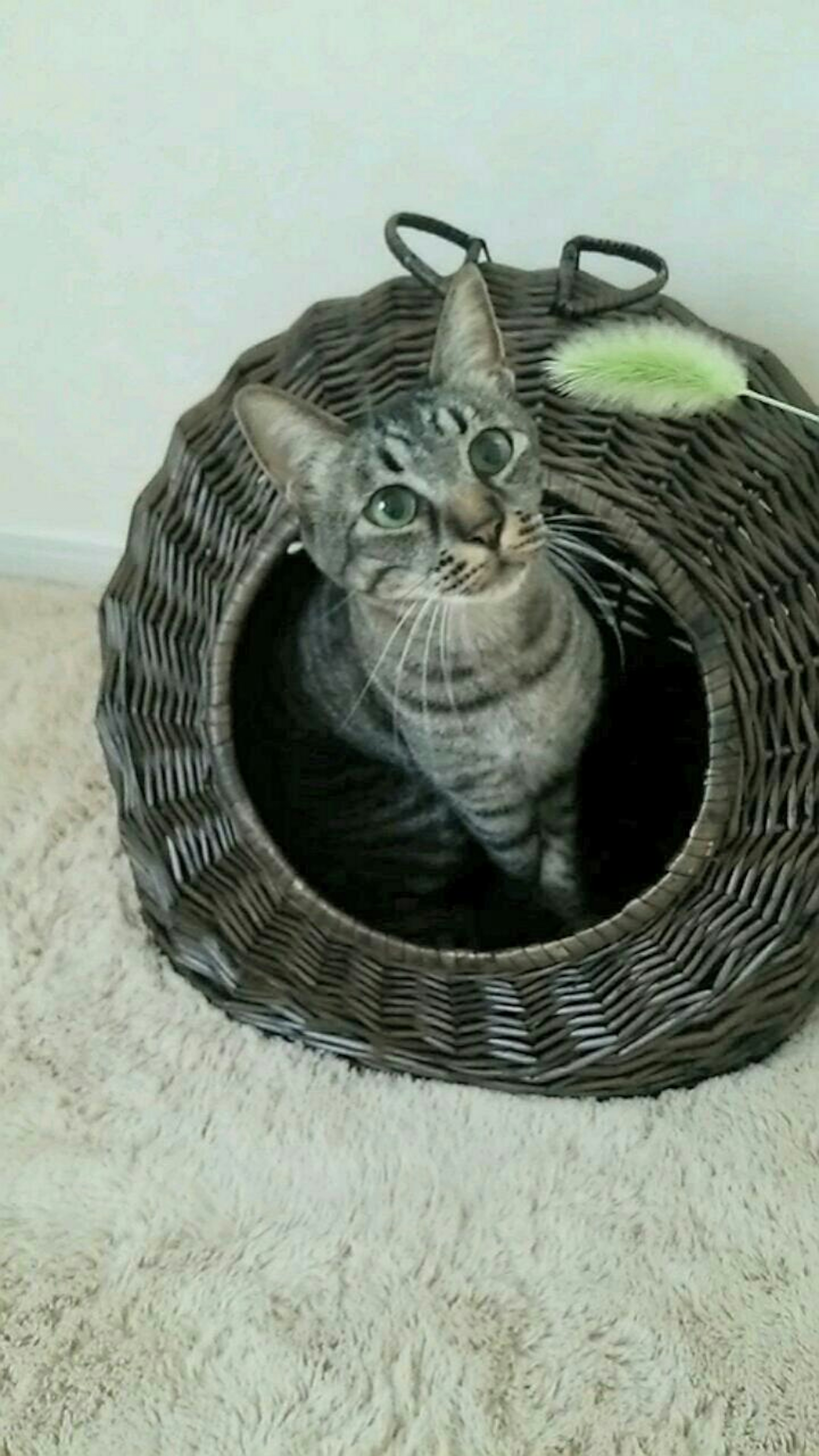 A cat sitting in a basket looking up