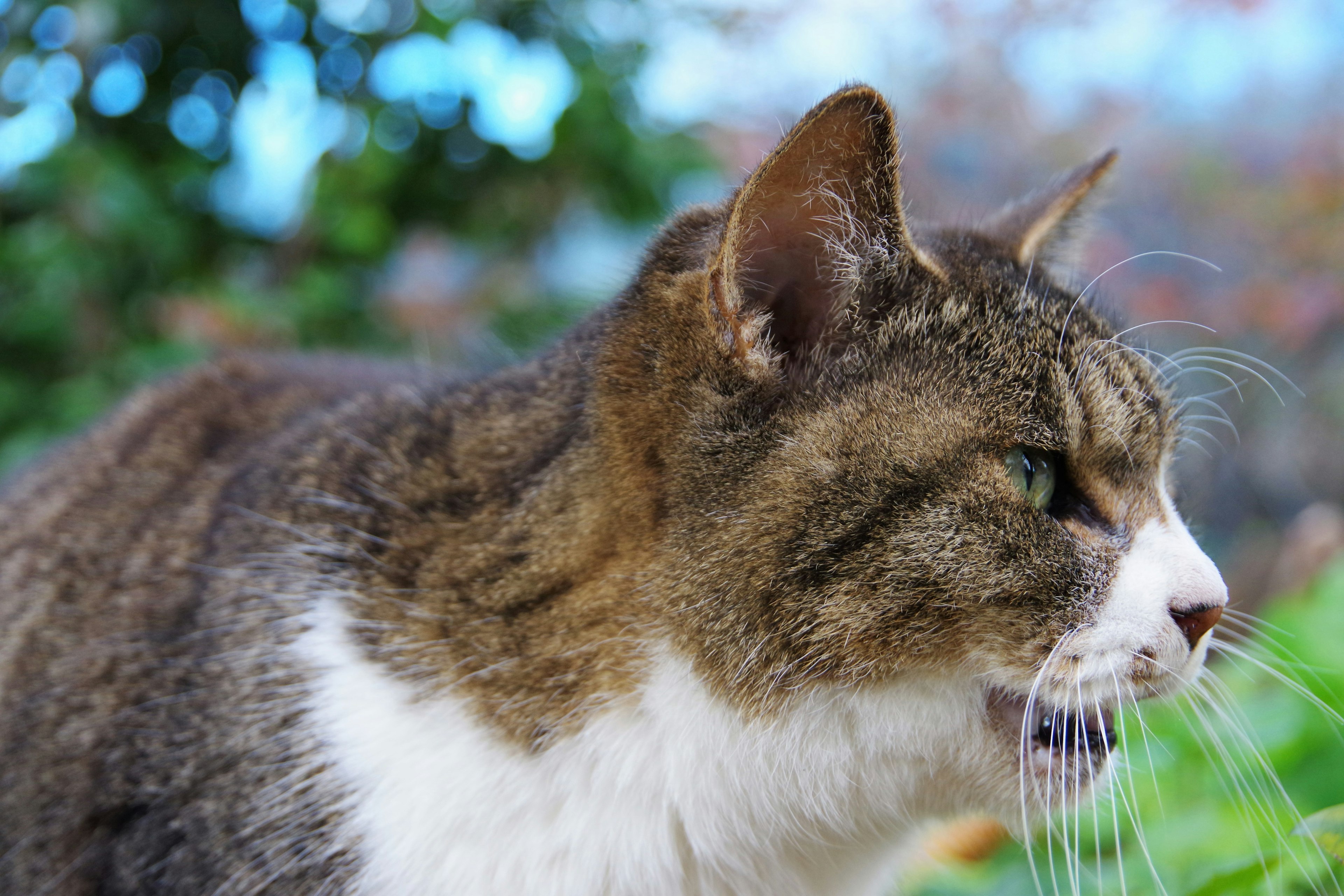 Profile view of a cat with distinctive features against a green background