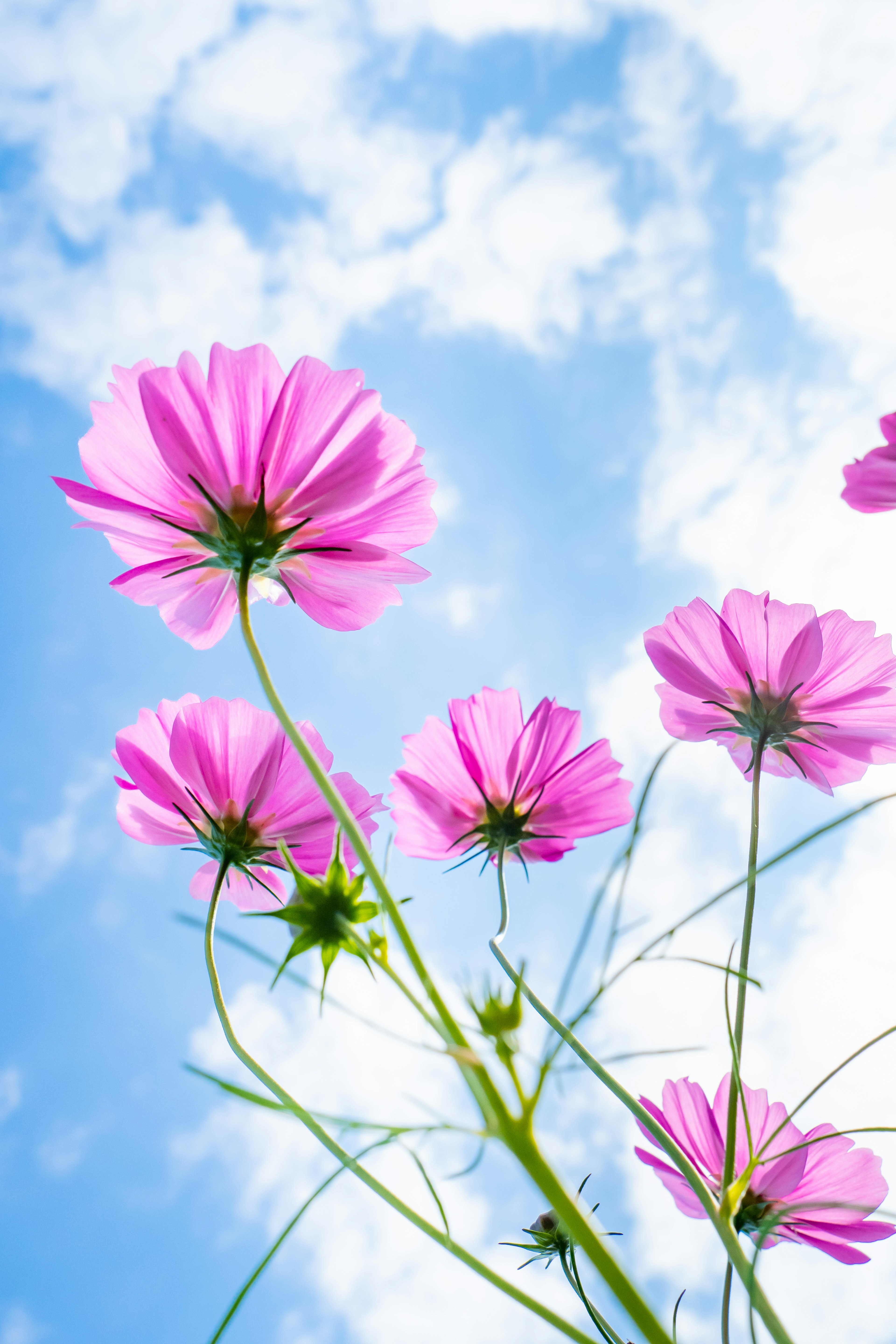 Gros plan de fleurs roses sous le ciel bleu