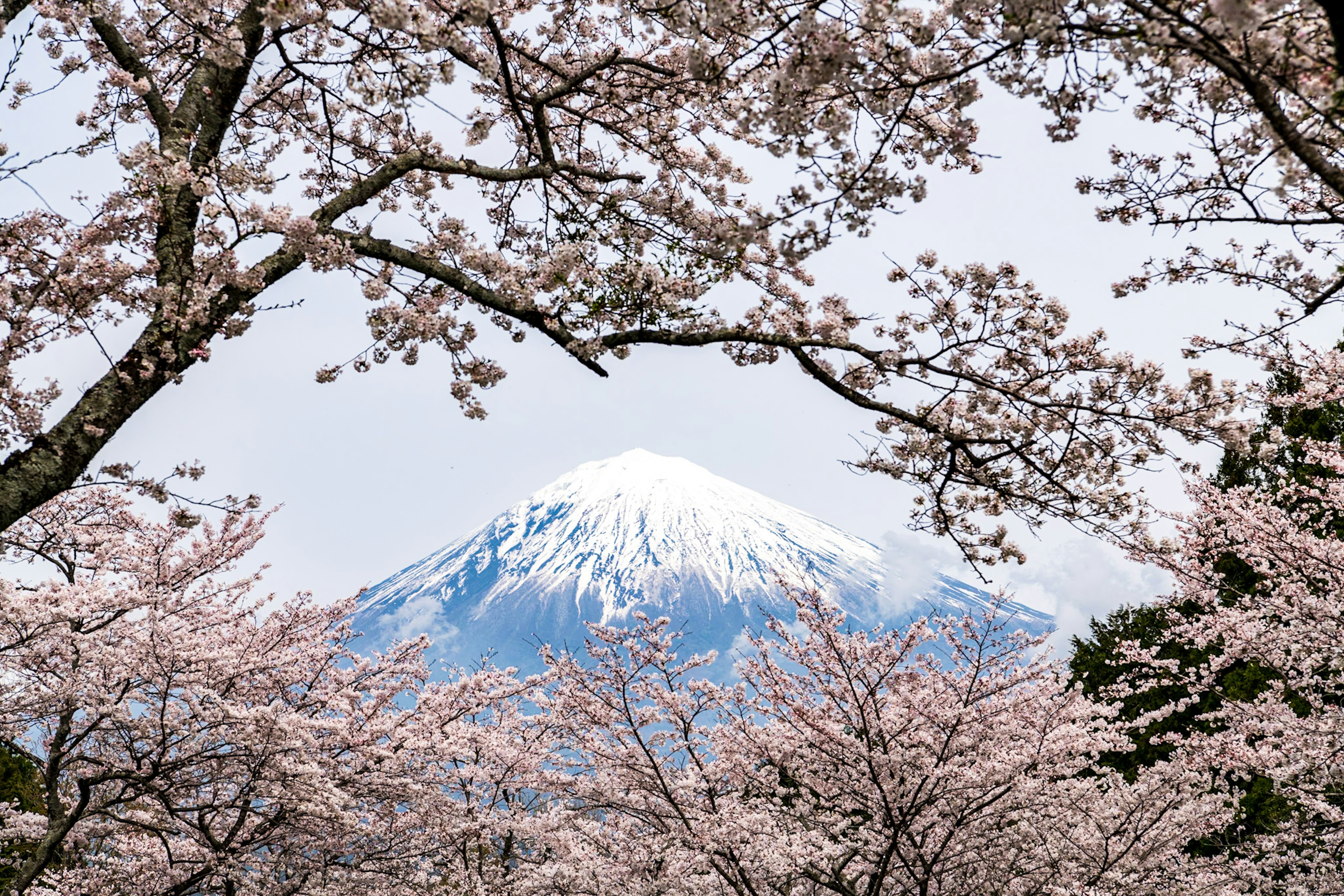 Hermosa vista del monte Fuji rodeado de cerezos en flor