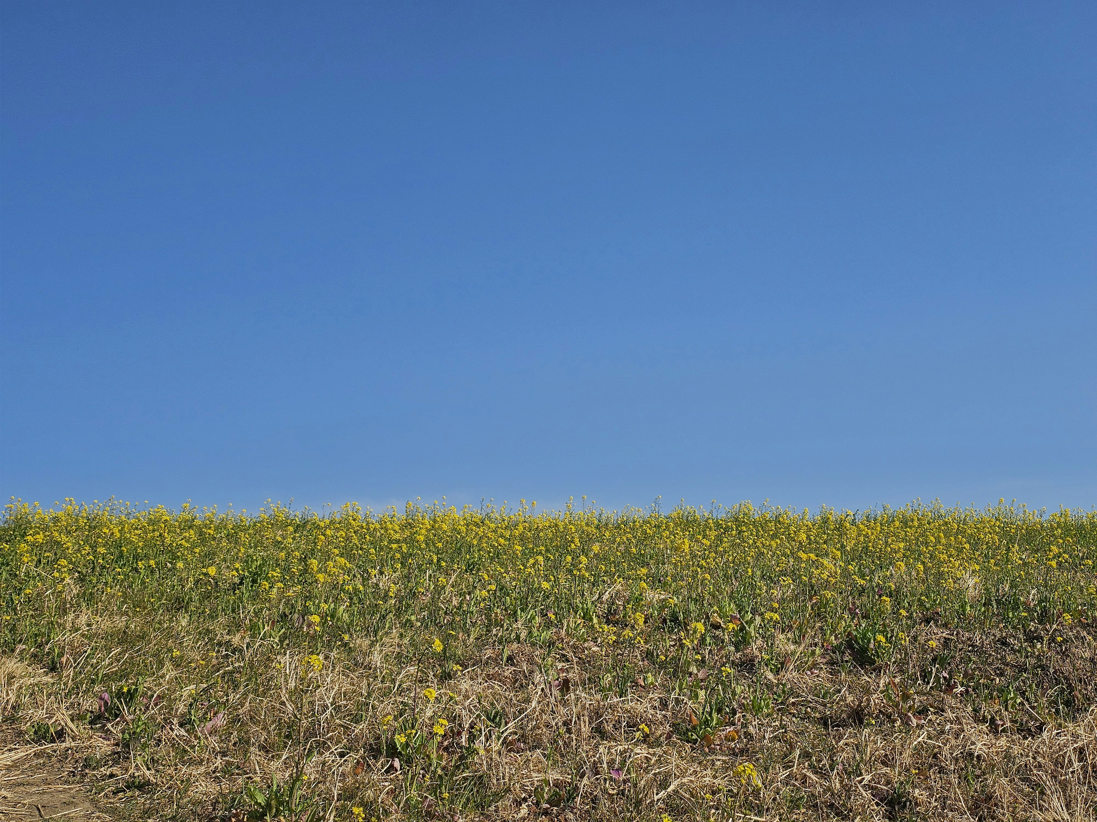 Cielo azul sobre un campo de flores amarillas