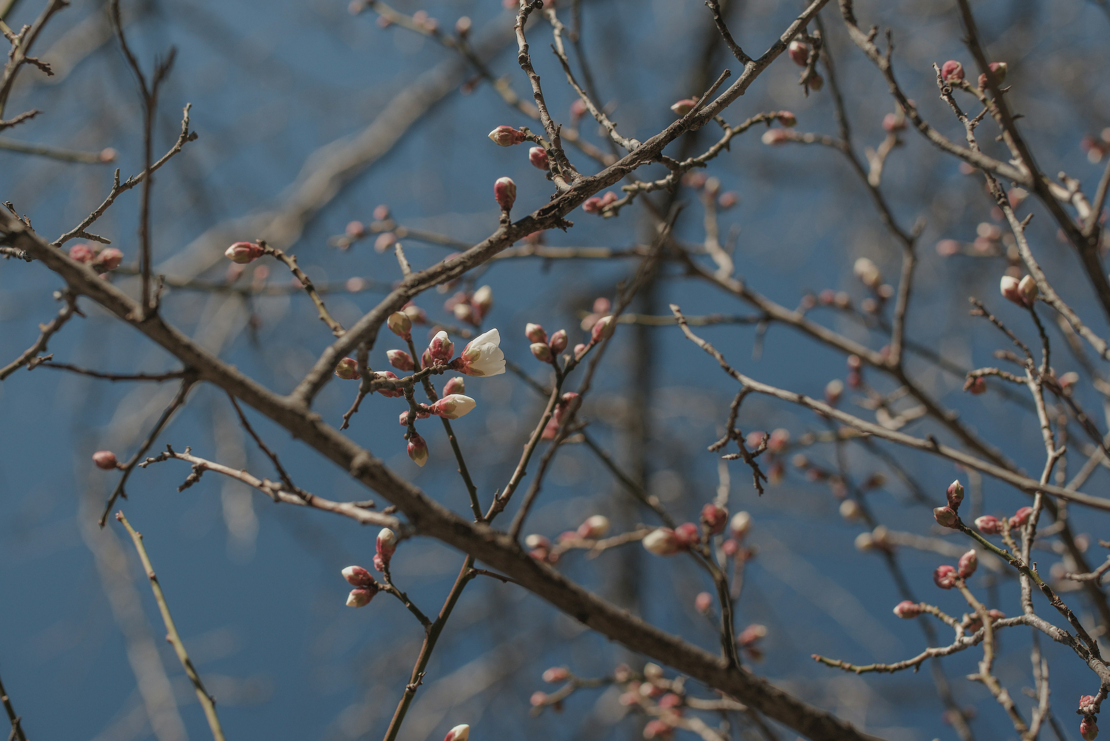 Thin tree branches with numerous small buds against a blue sky