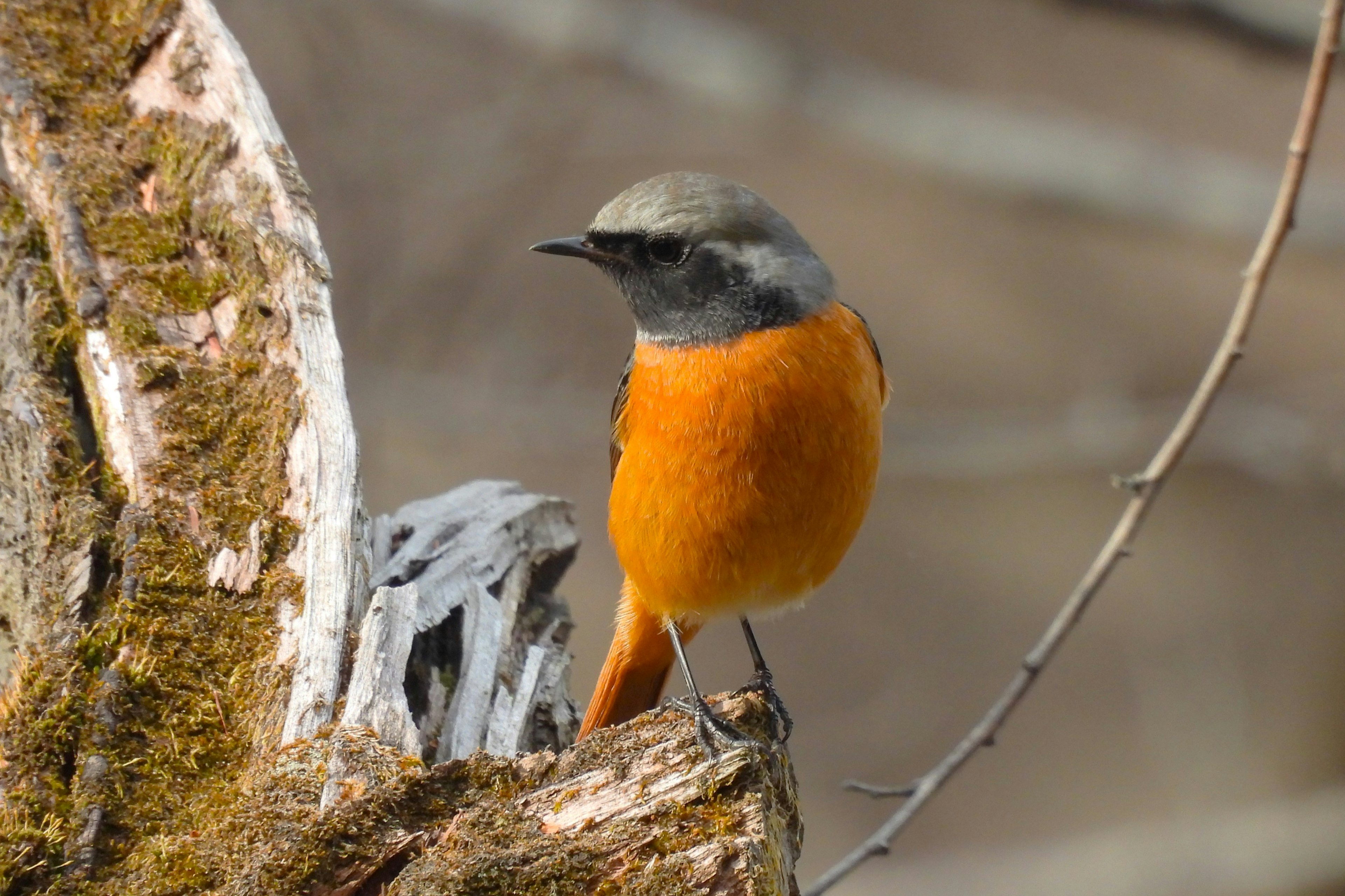 Ein kleiner Vogel mit orangefarbener Brust sitzt auf einem Ast