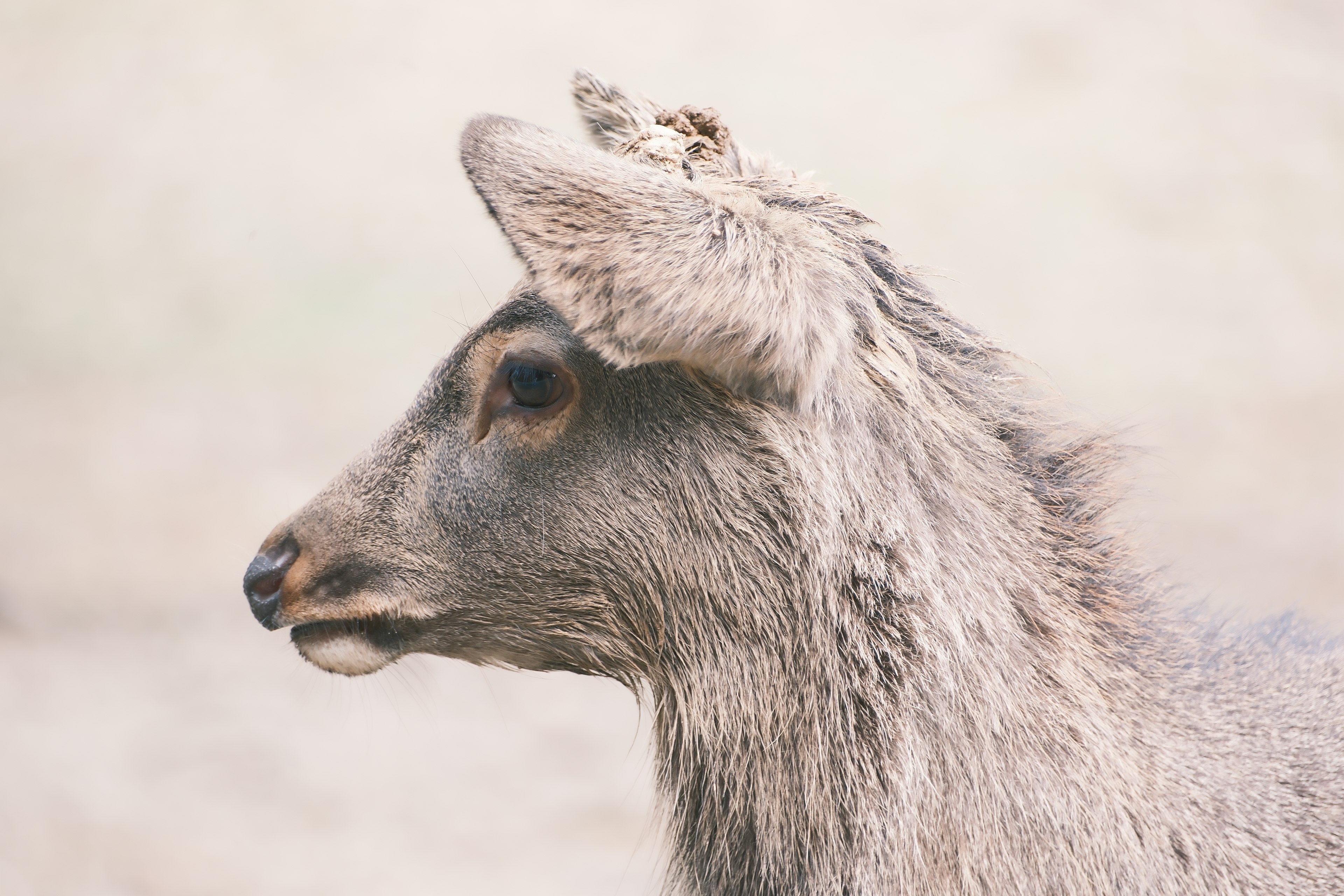 Close-up profile of a cute animal