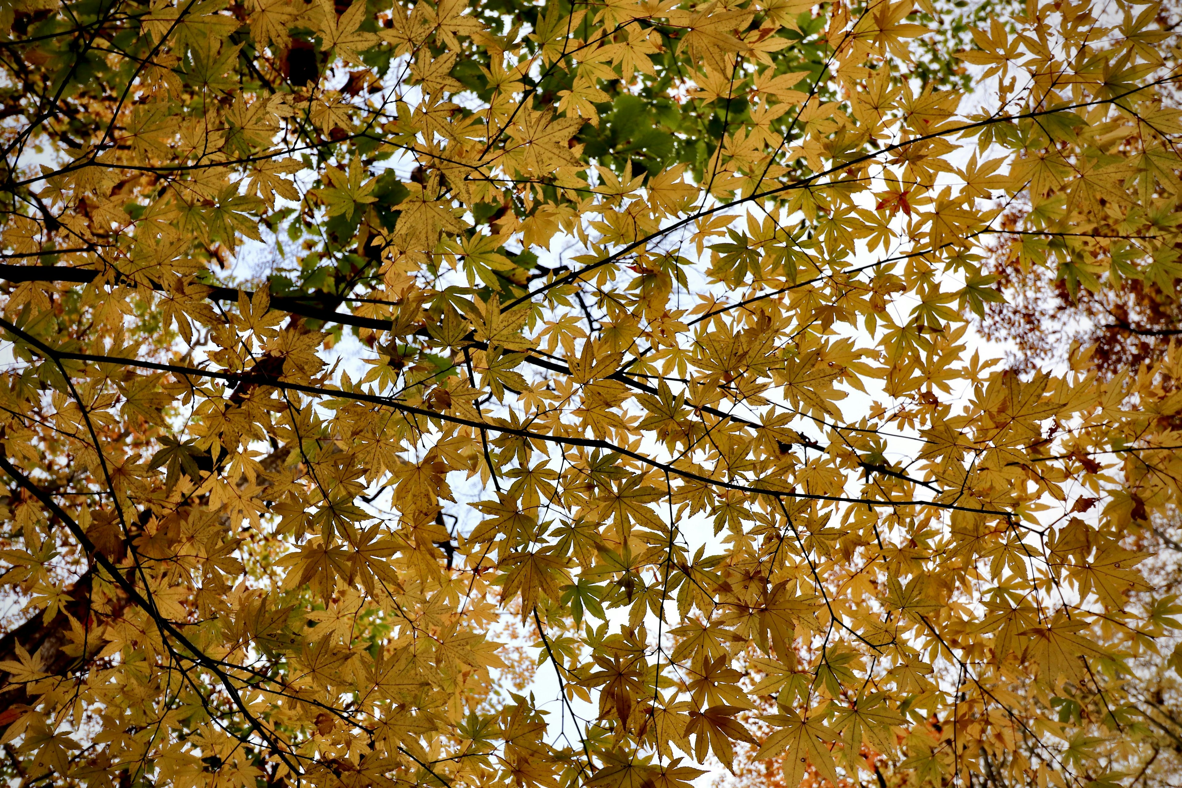 Bunte Herbstblätter, die den Himmel bedecken