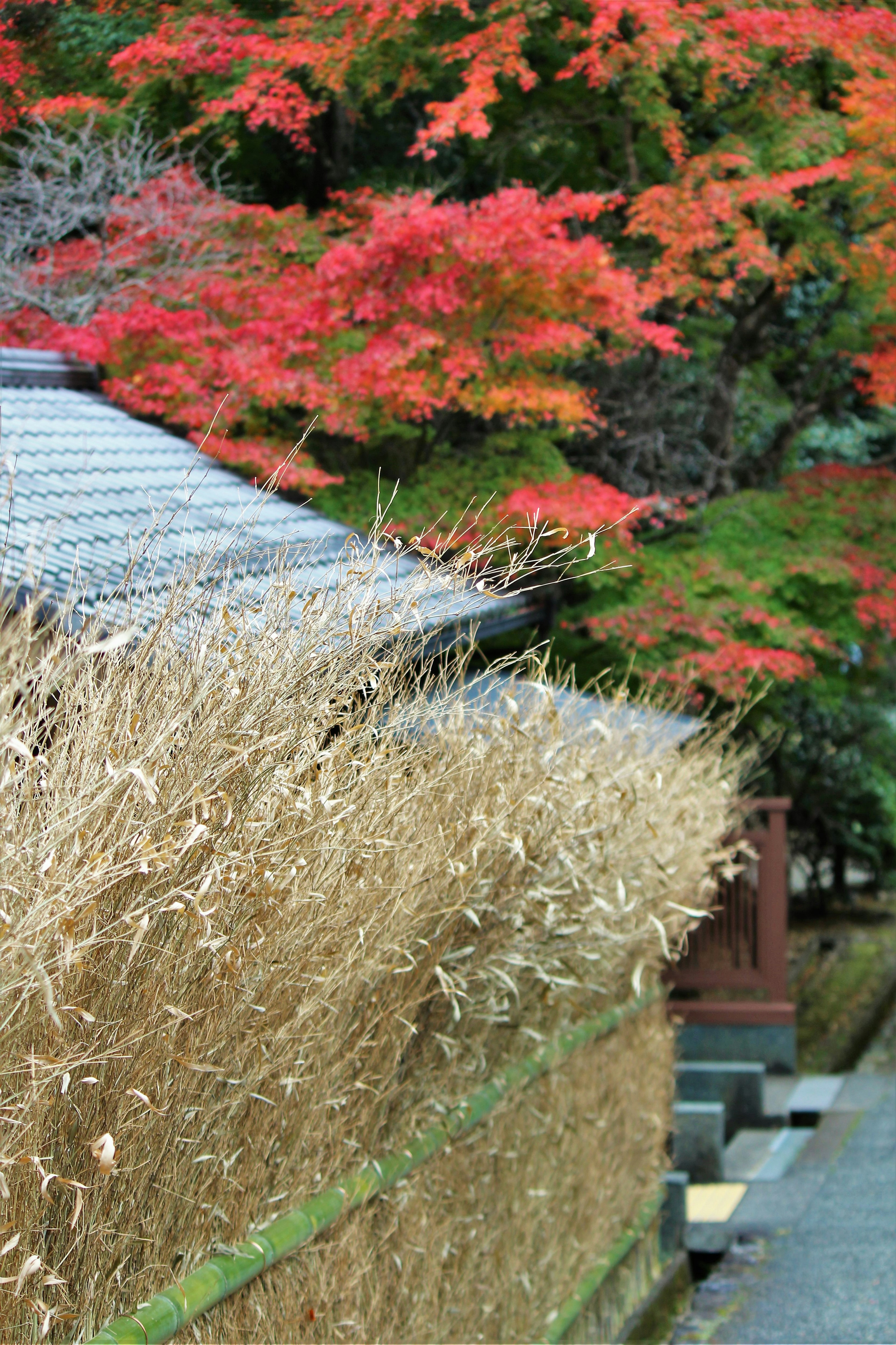 秋の紅葉が映える日本の庭園の風景で、金色の草と赤い葉の木々が特徴的