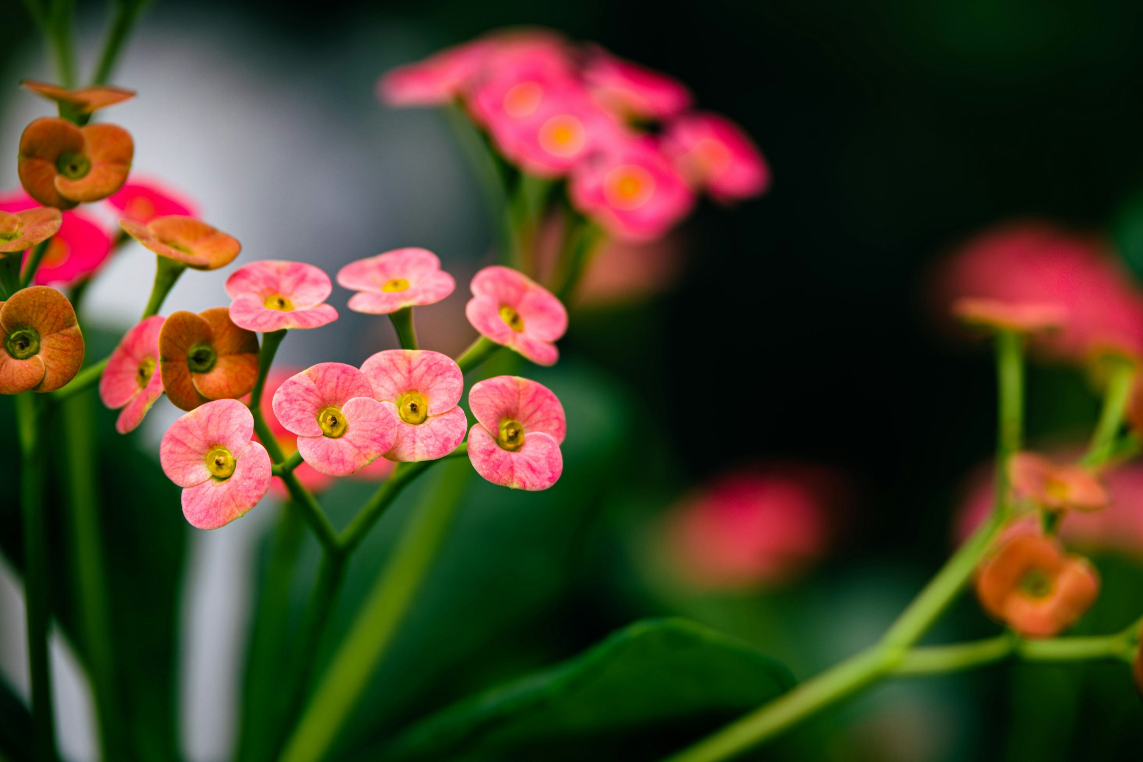 Close-up of small pink and orange flowers blooming on a plant