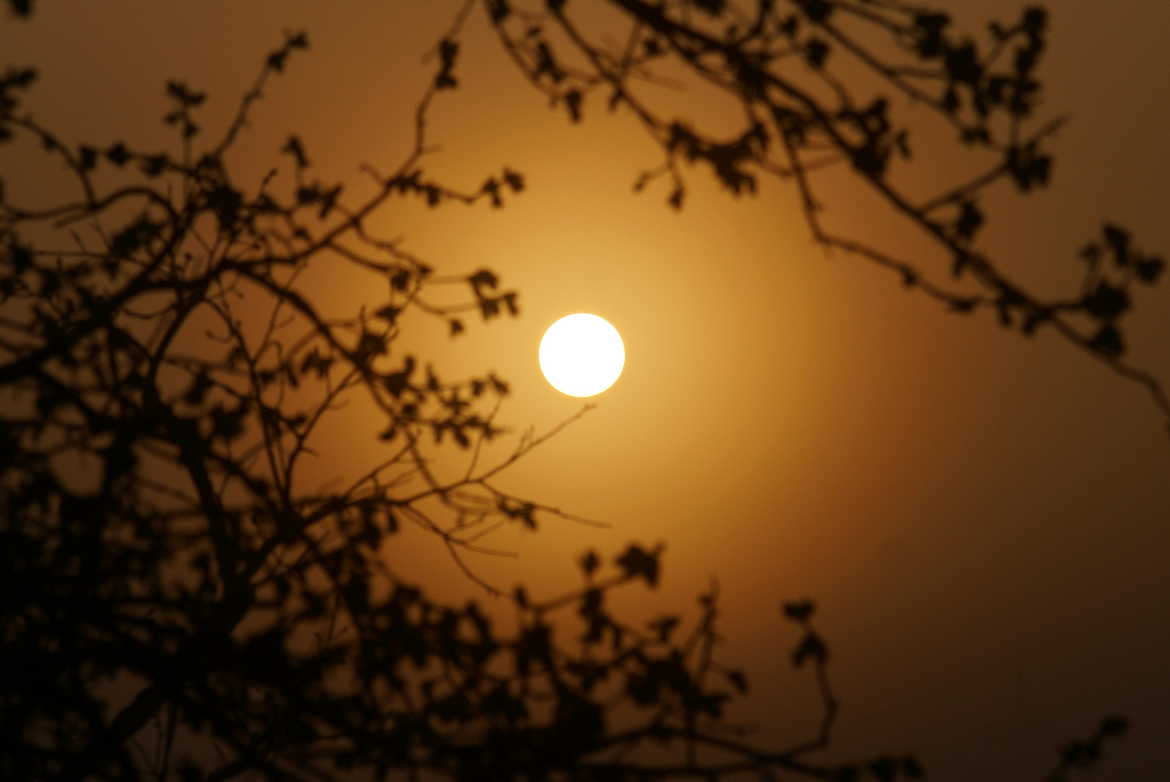 Pohon silhouet melawan langit senja