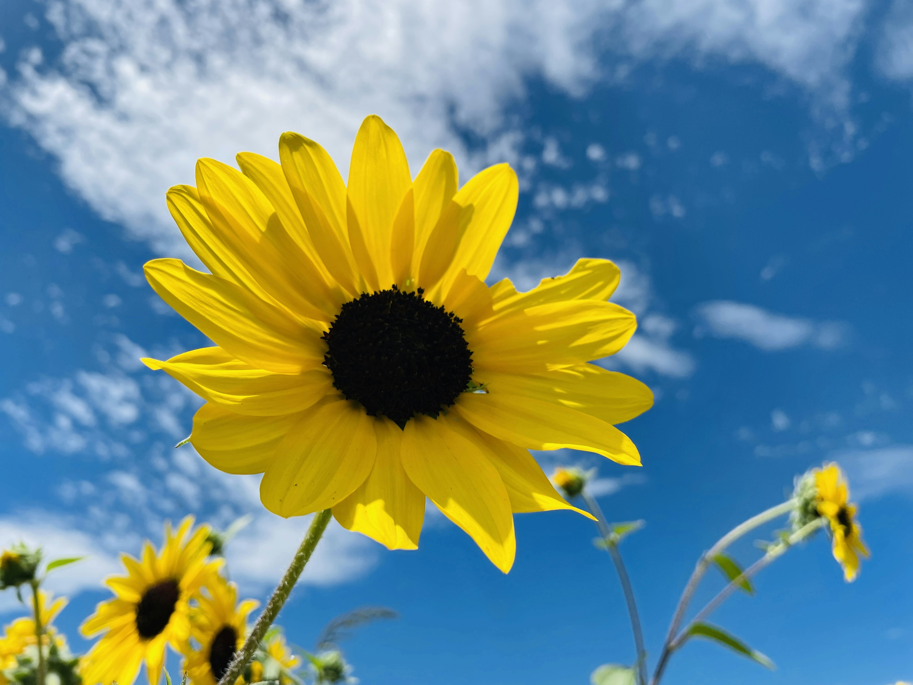 青空の下で咲く明るいひまわりの花