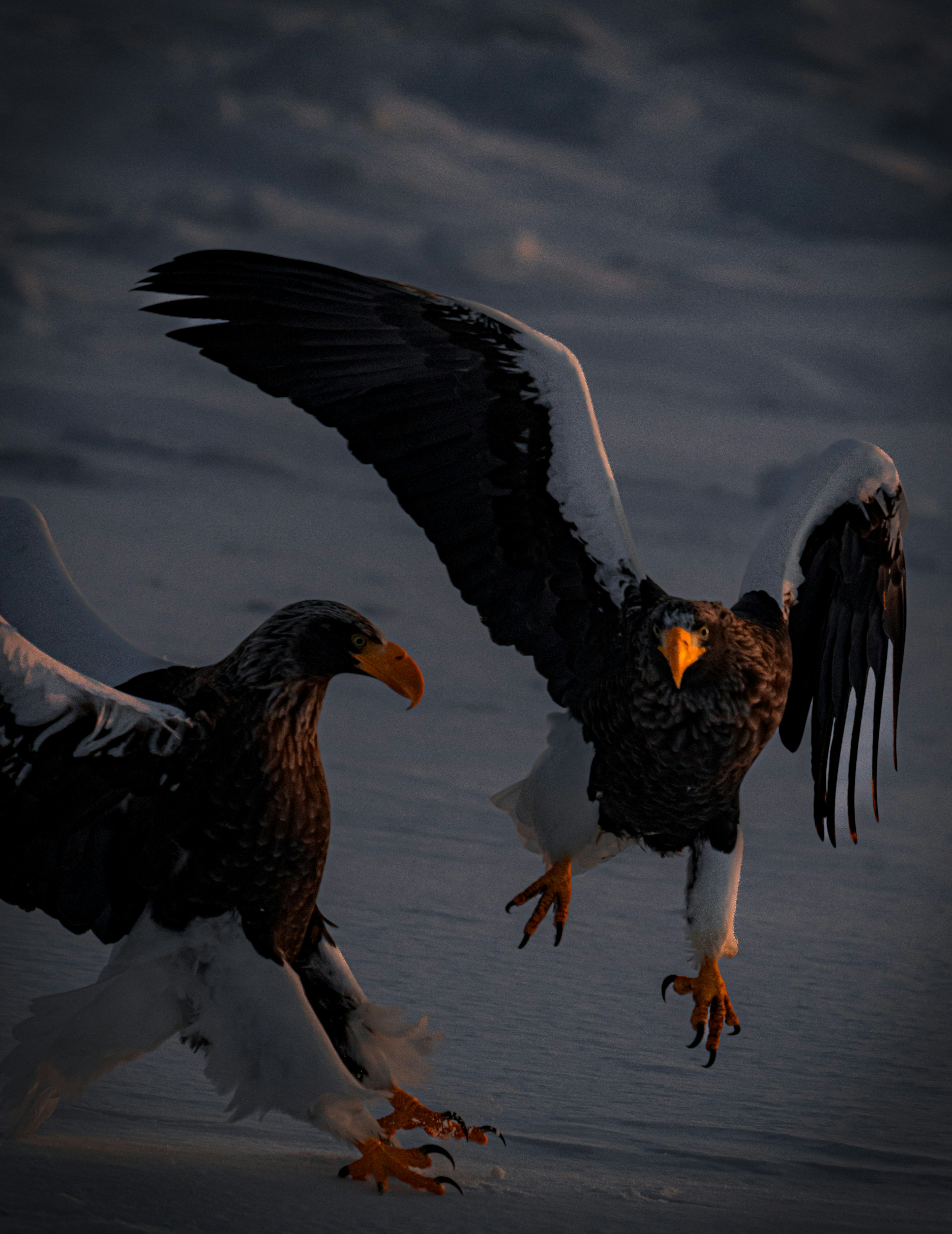 Two Steller's sea eagles taking off on snow