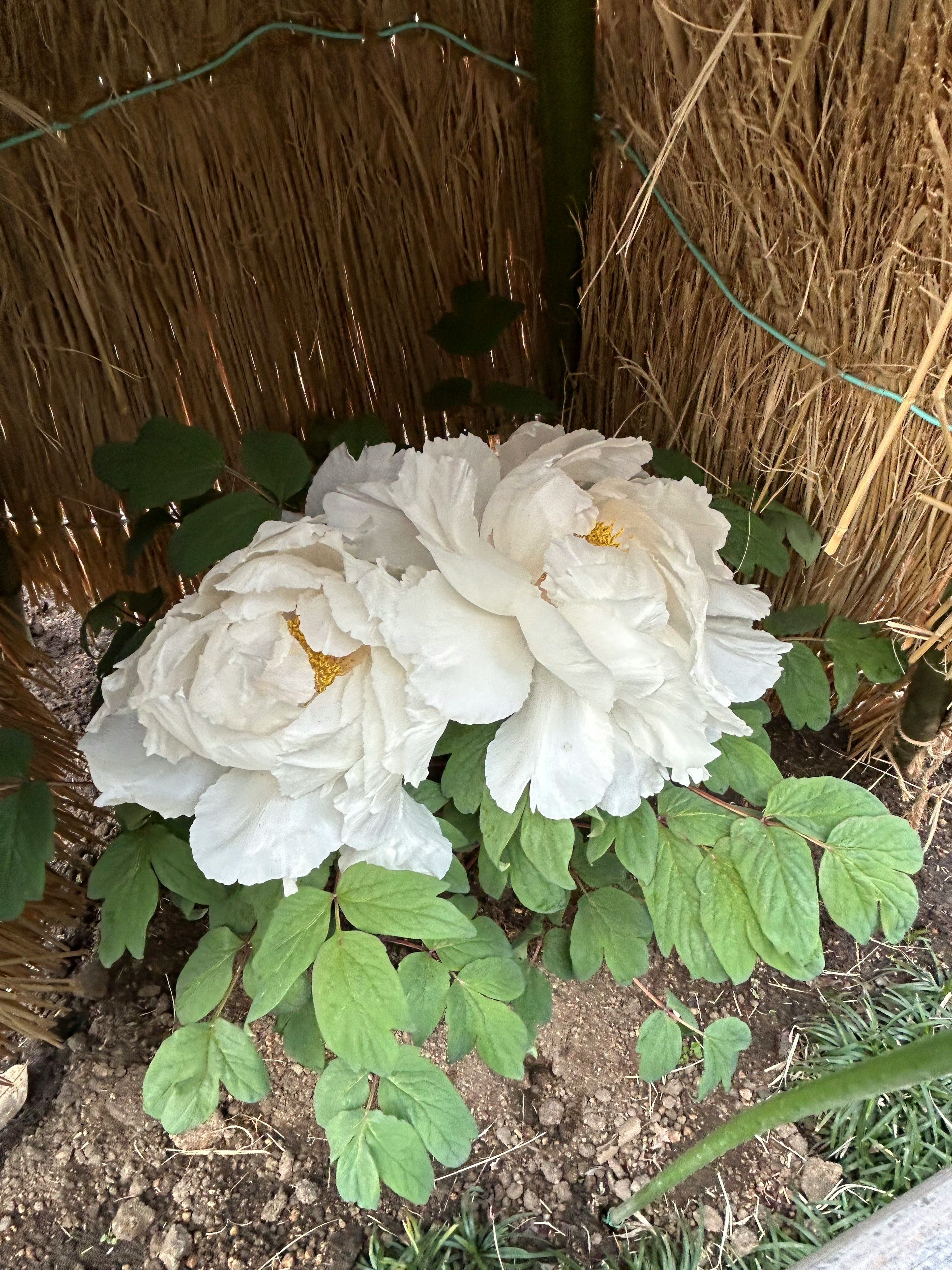 白い花が咲いている植物の近くの風景