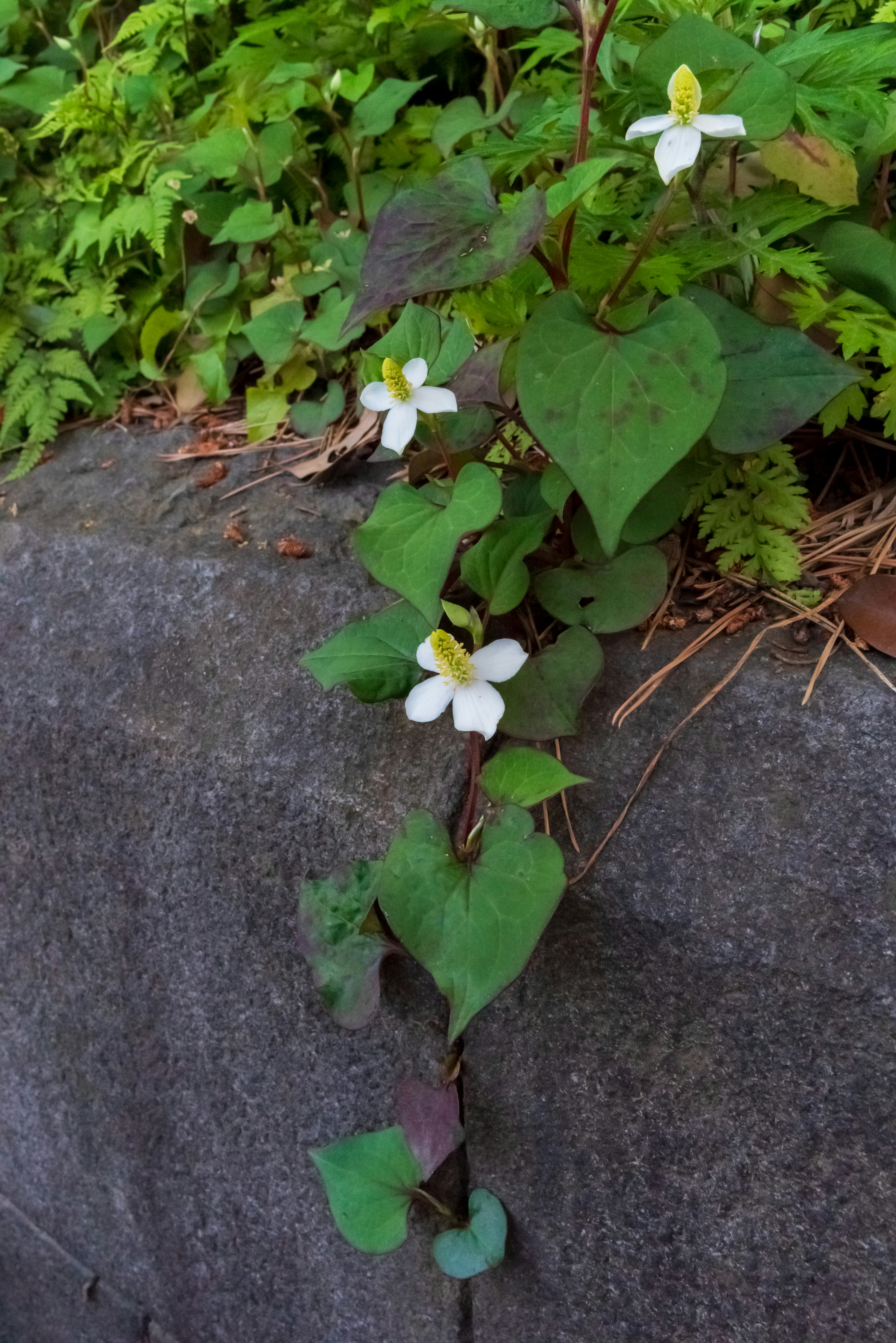 緑の葉と白い花を持つつる性植物のクローズアップ画像