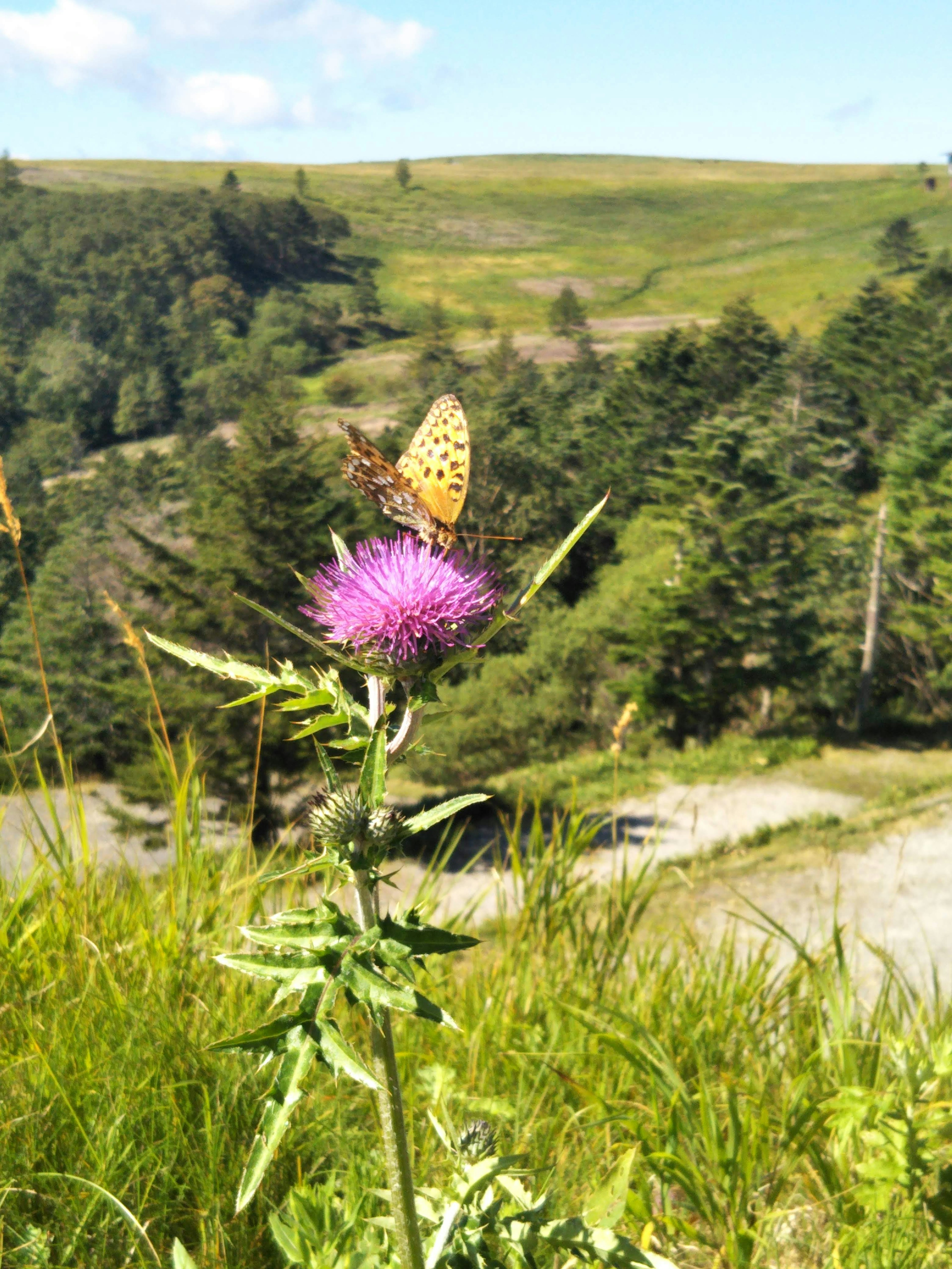 Schmetterling auf einer lila Blume mit grünem Landschaftshintergrund