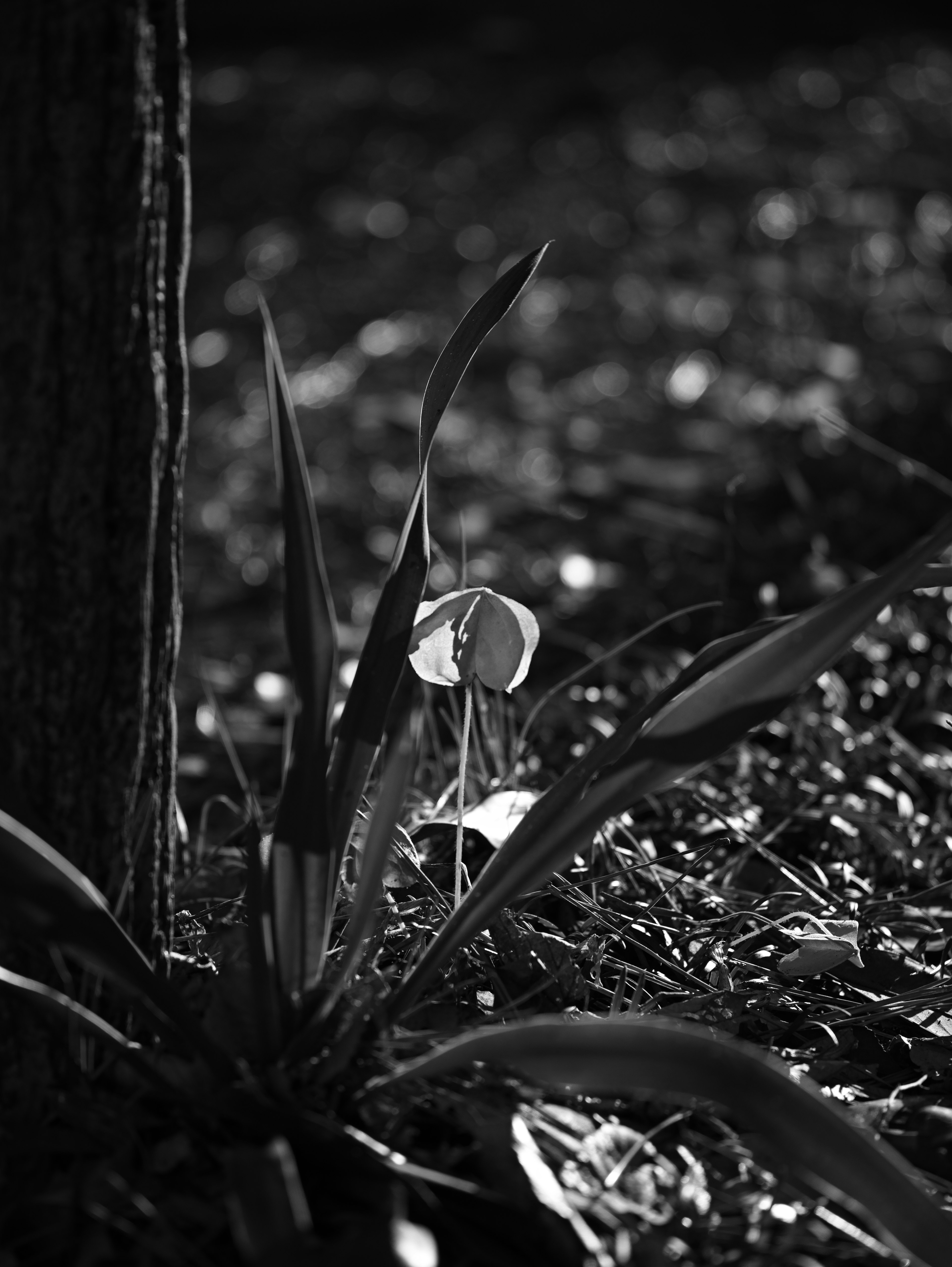 Vue détaillée d'une plante avec des feuilles et une fleur en contraste noir et blanc