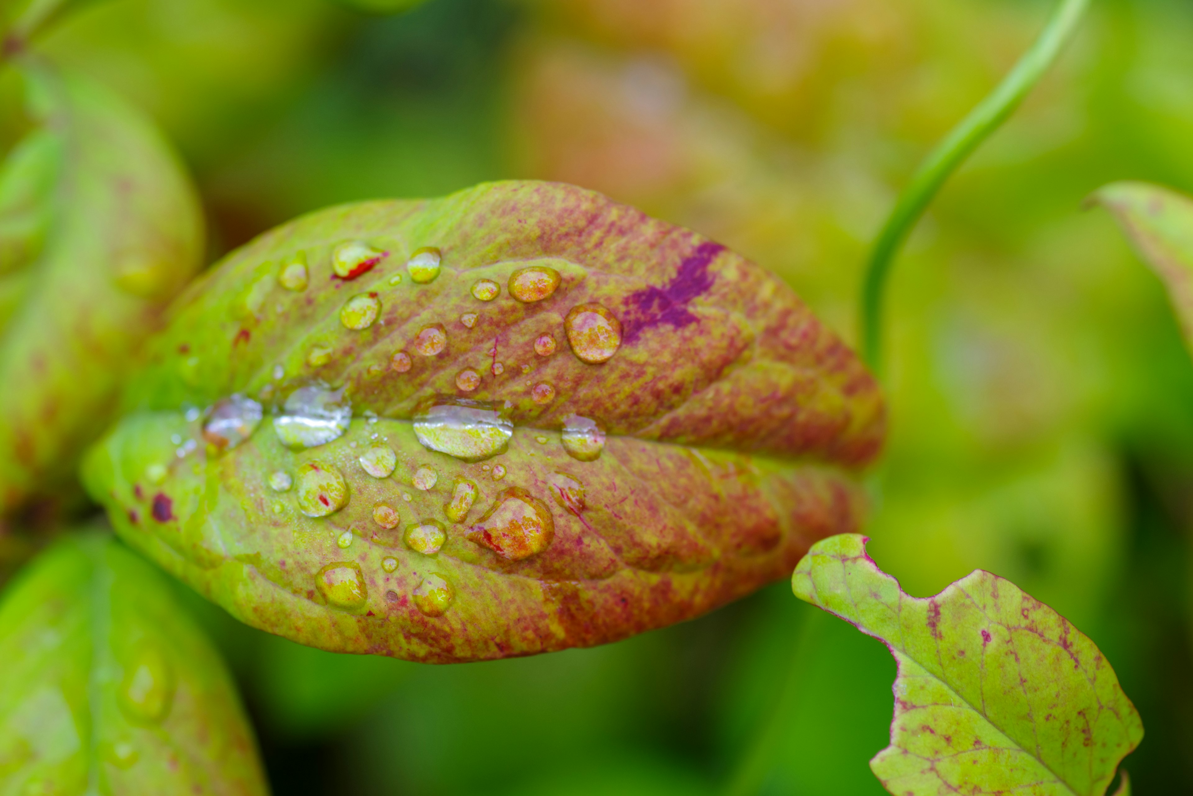 Nahaufnahme eines grünen und orangefarbenen Blattes mit Wassertropfen