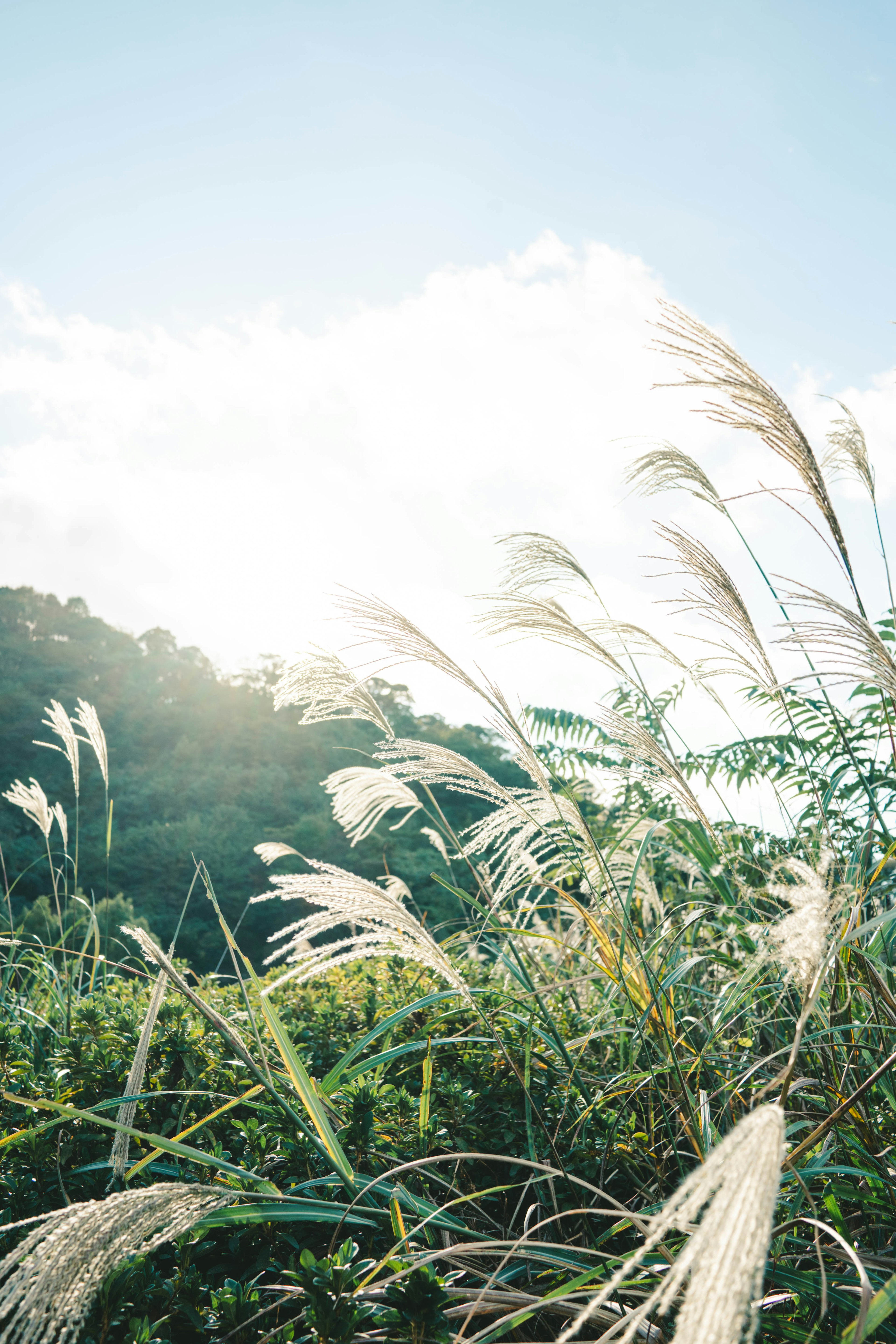 青空の下で揺れるススキの穂と緑の植物