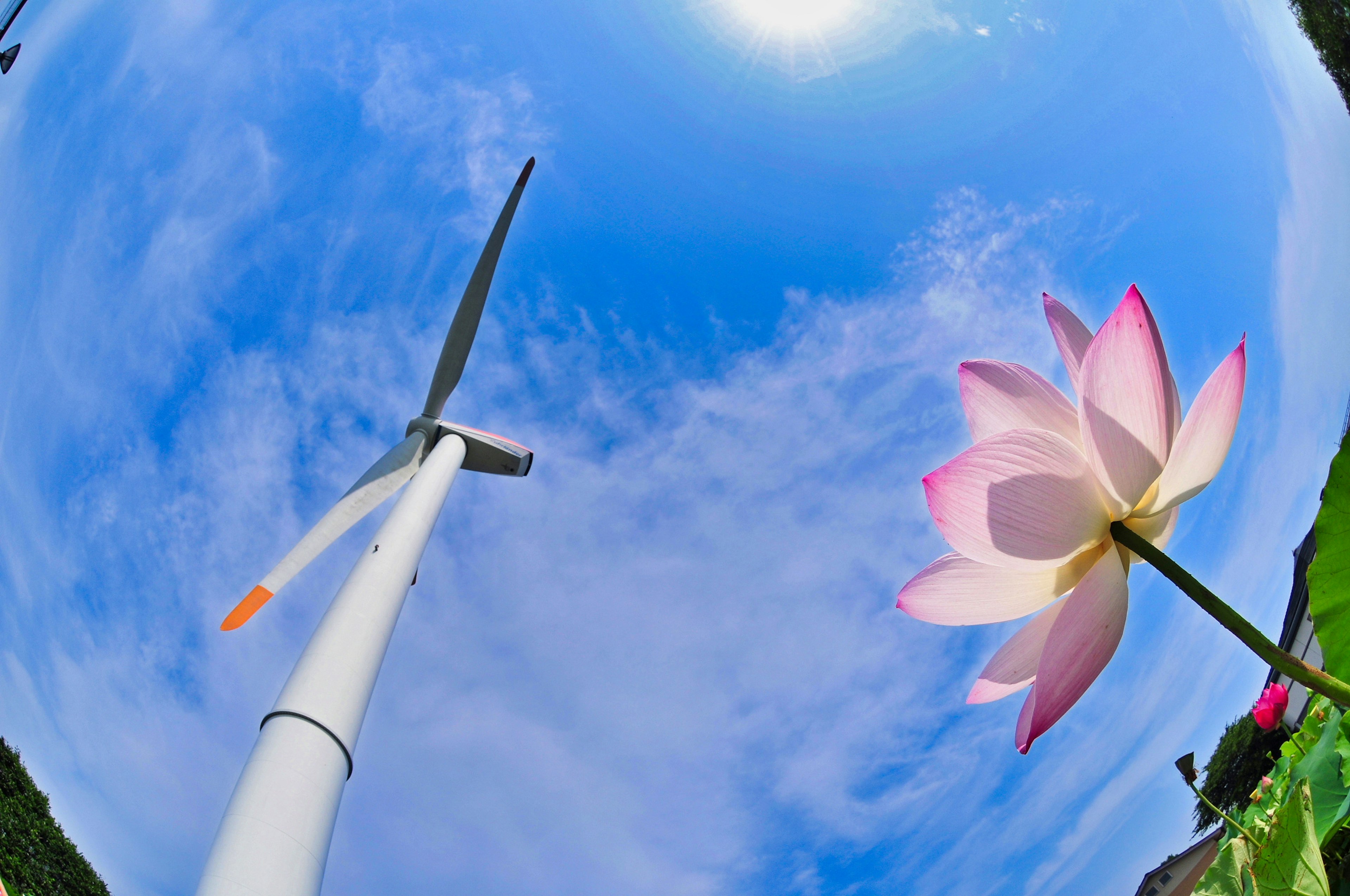 Une éolienne et une fleur de lotus sous un ciel bleu