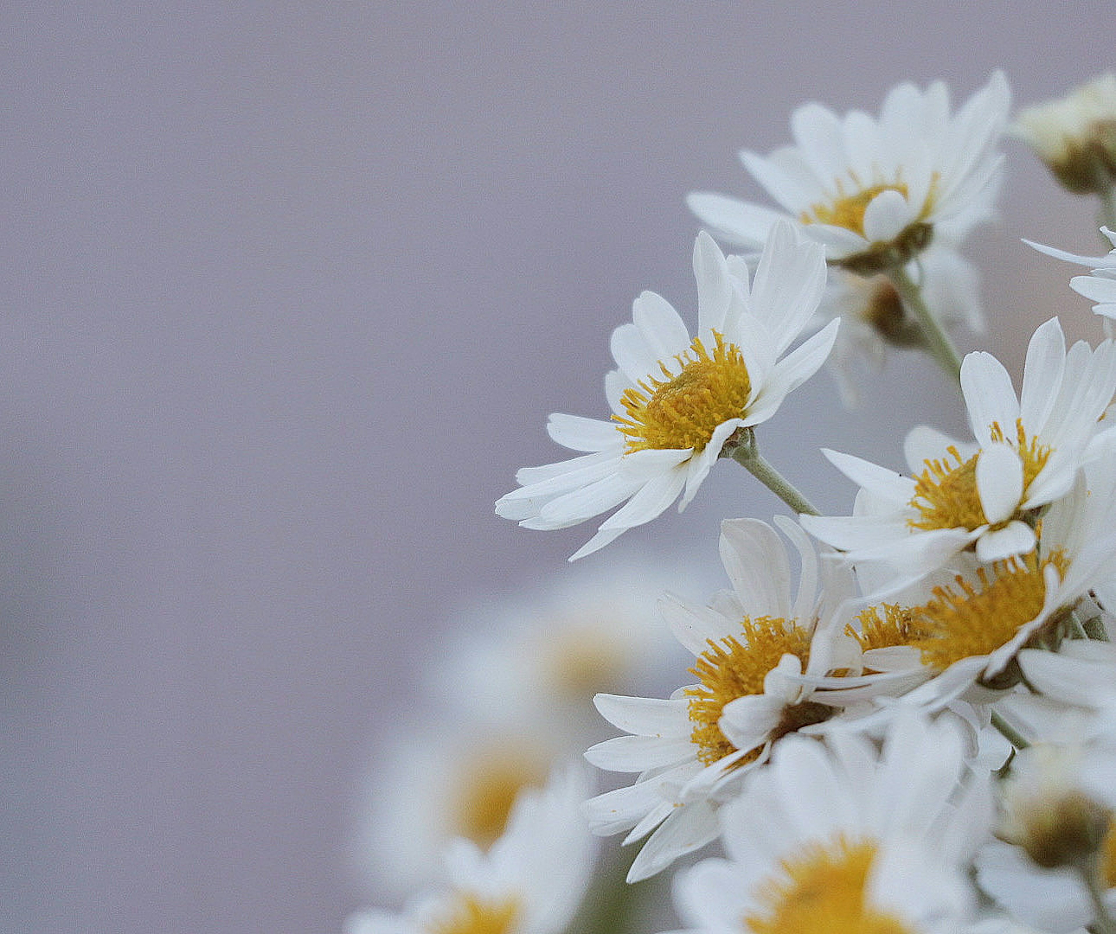 Close-up bunga daisy dengan kelopak putih dan pusat kuning