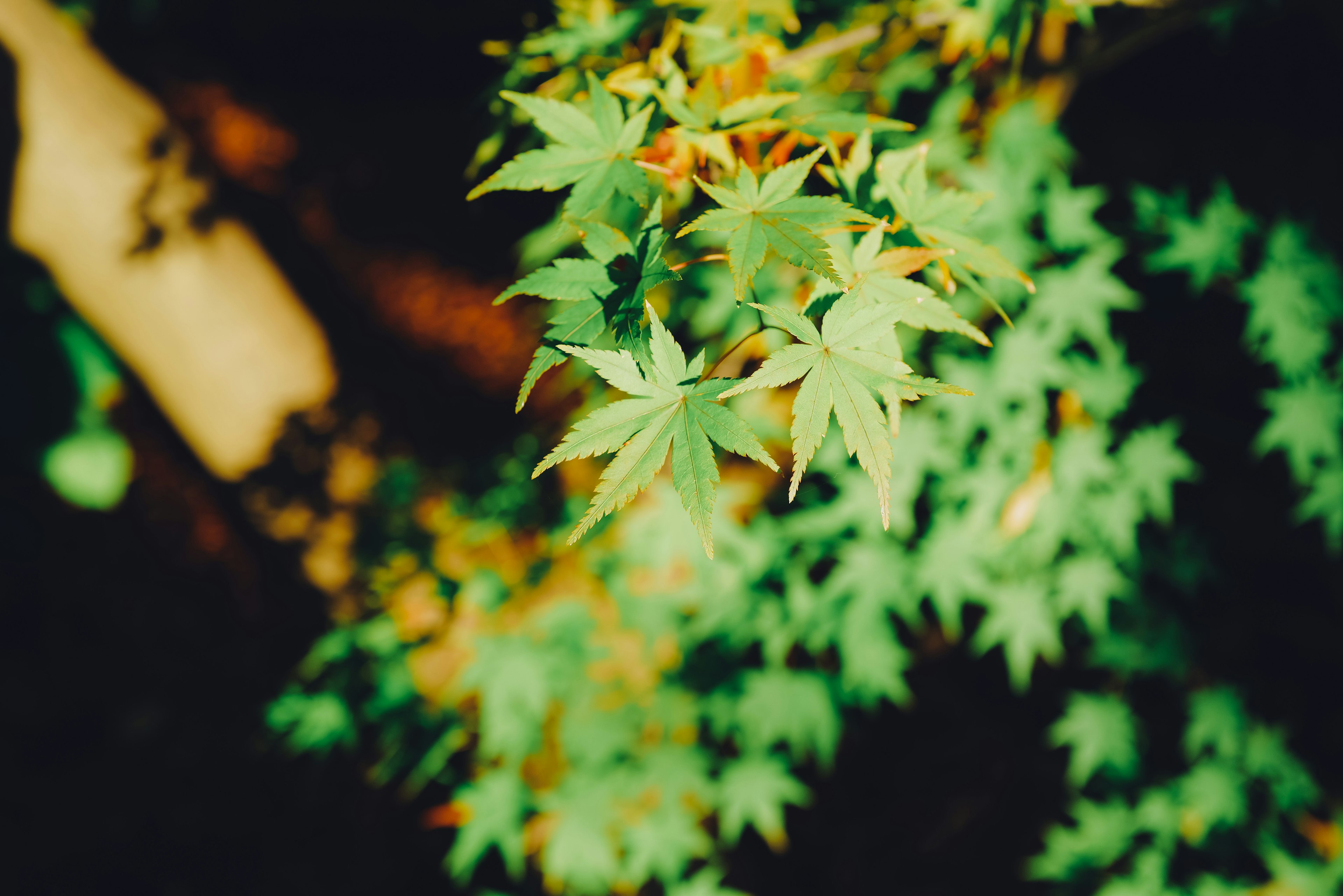 Close-up of green leaves on a tree branch