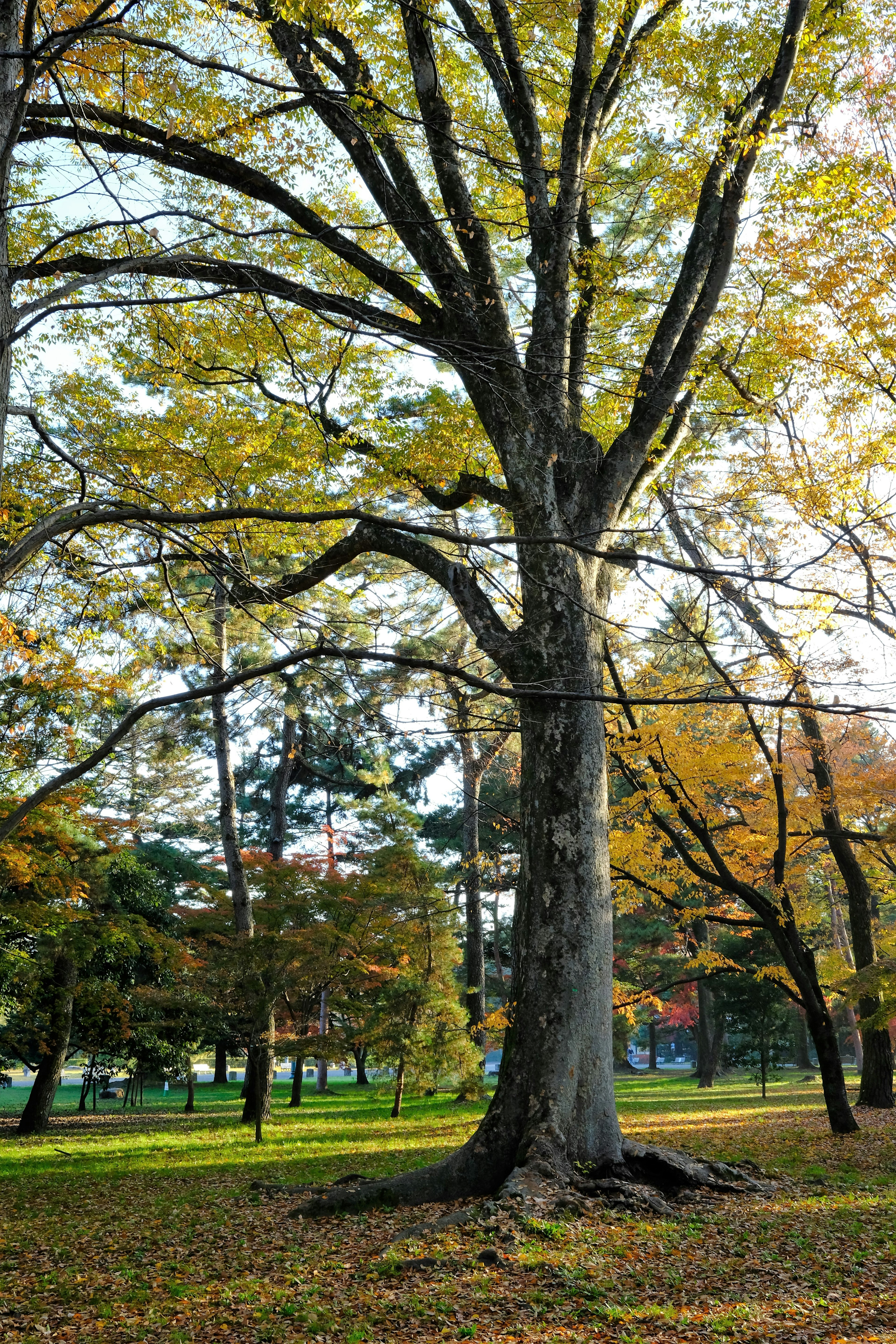 Alto albero autunnale con foglie gialle e un tronco robusto