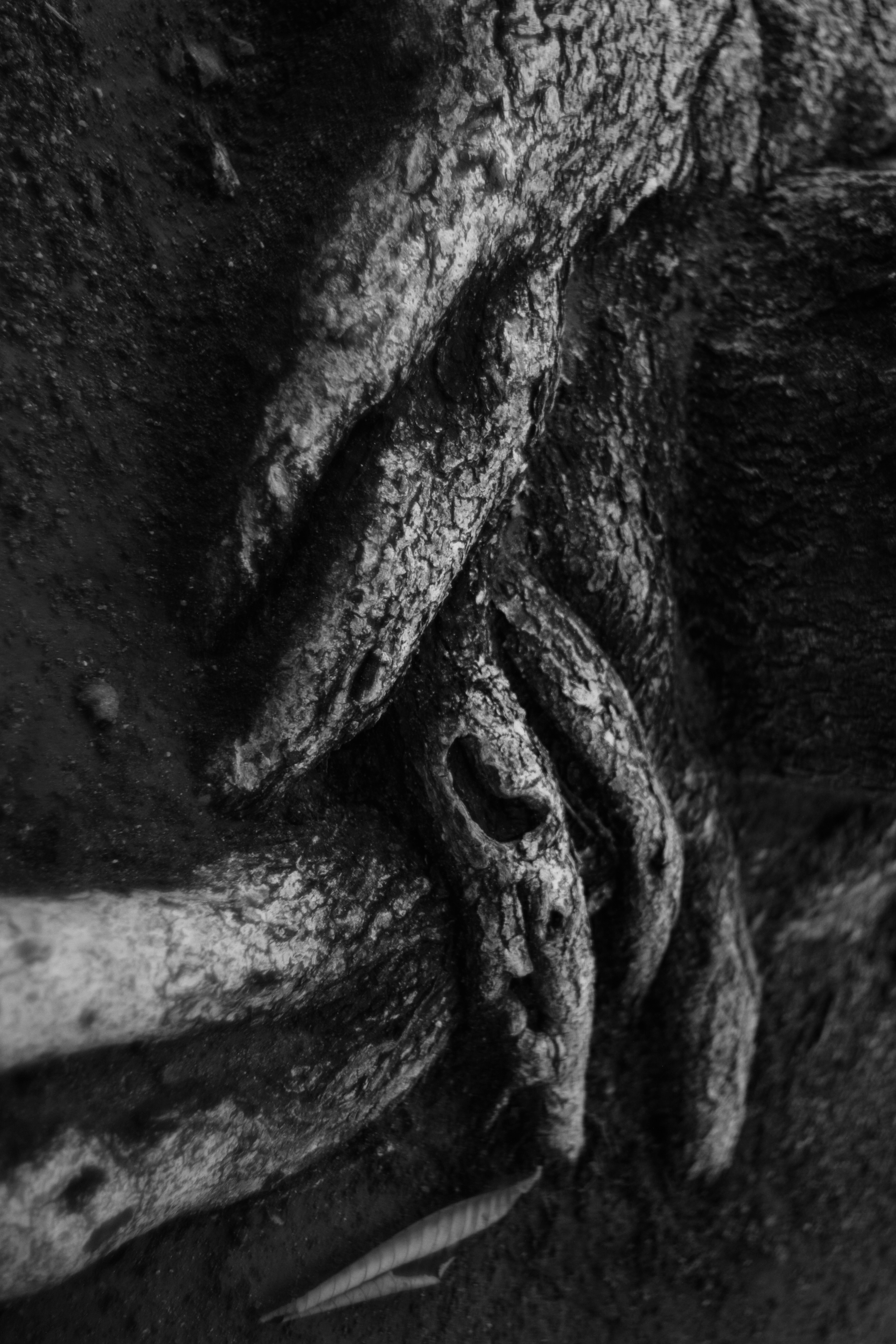 Close-up of intricately intertwined tree roots in black and white