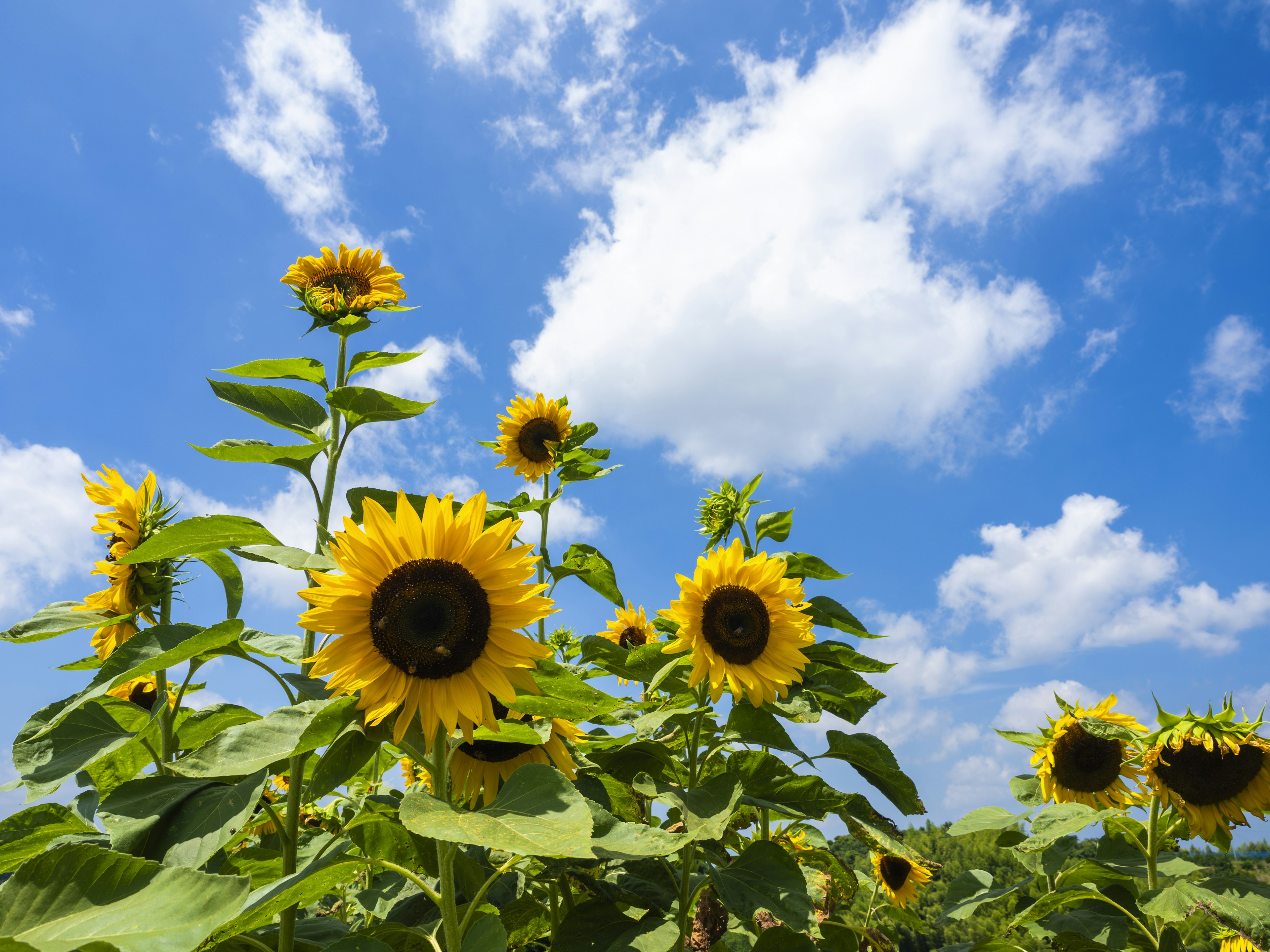 Un groupe de tournesols fleurissant sous un ciel bleu