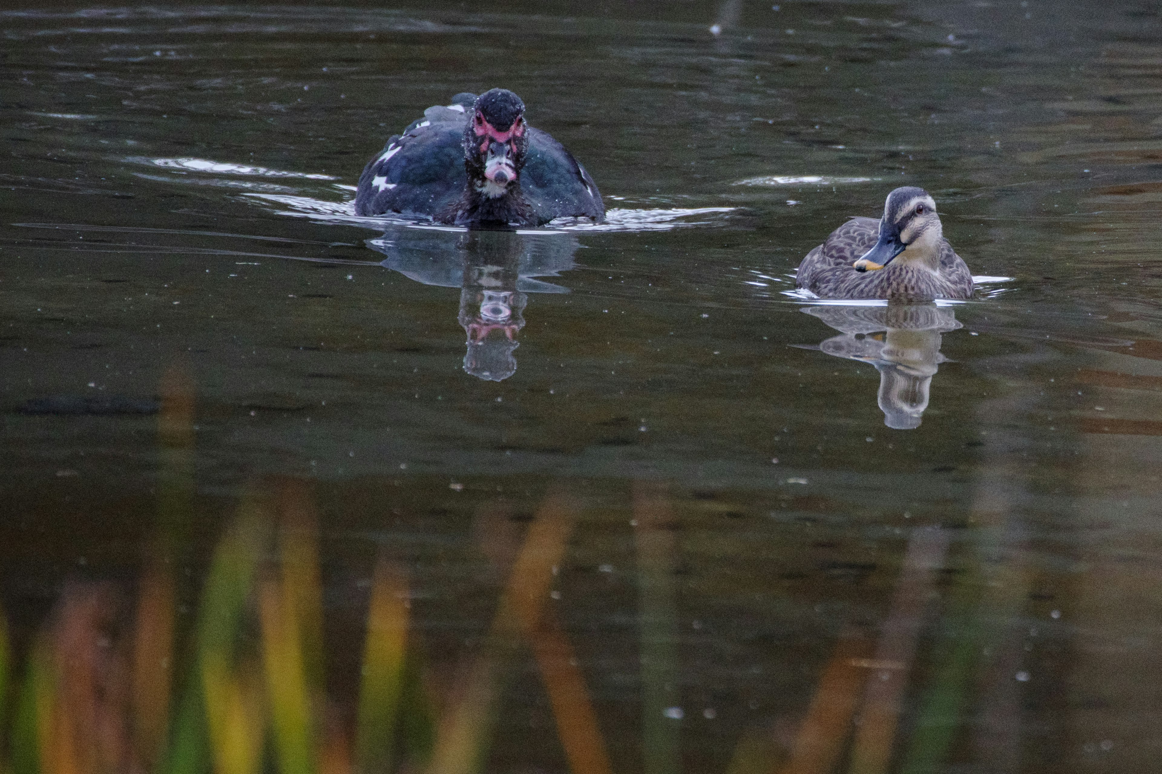 Deux oiseaux nageant sur l'eau l'un avec des plumes noires et un visage rouge l'autre avec des plumes grises