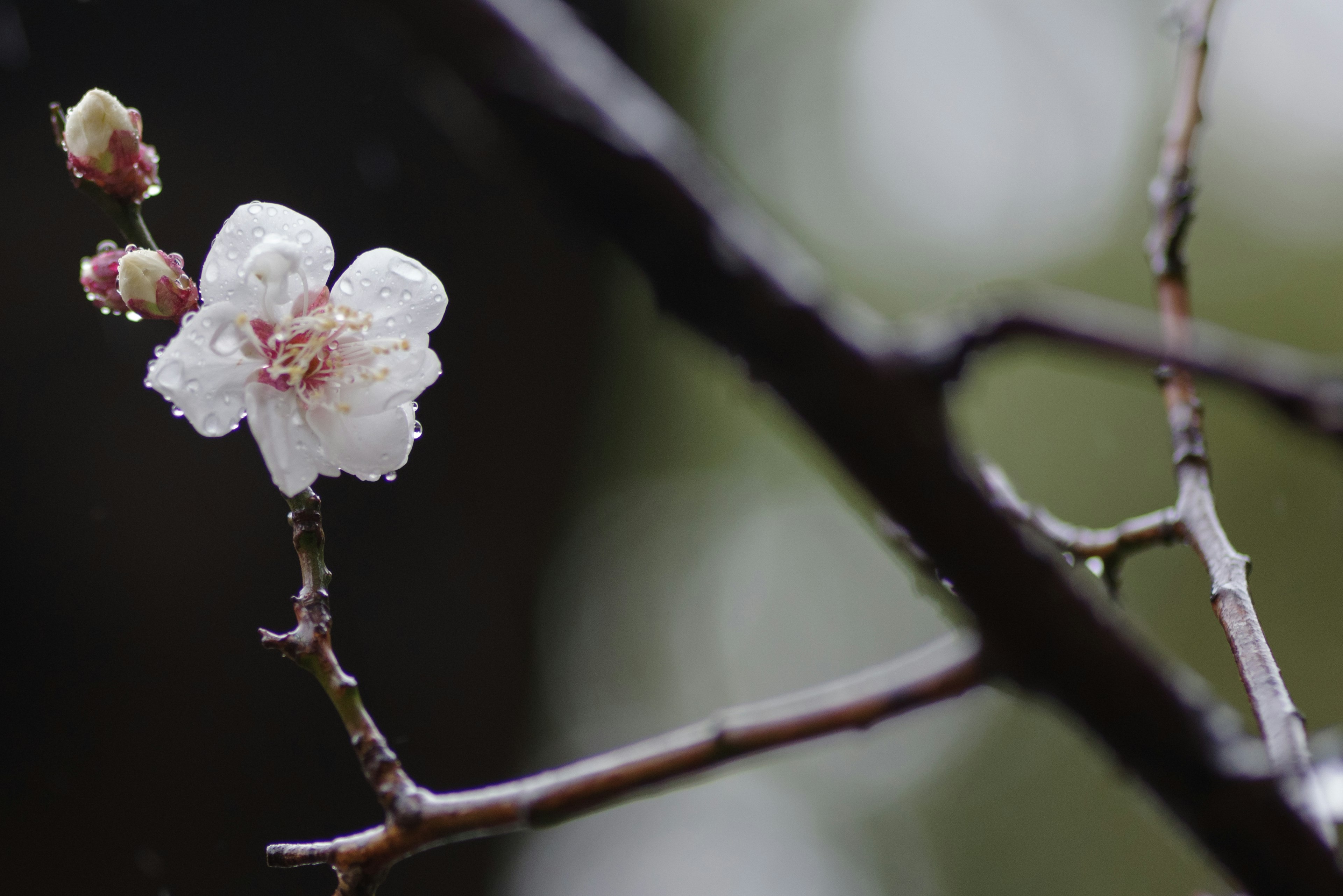 Close-up of a branch with blooming white flowers