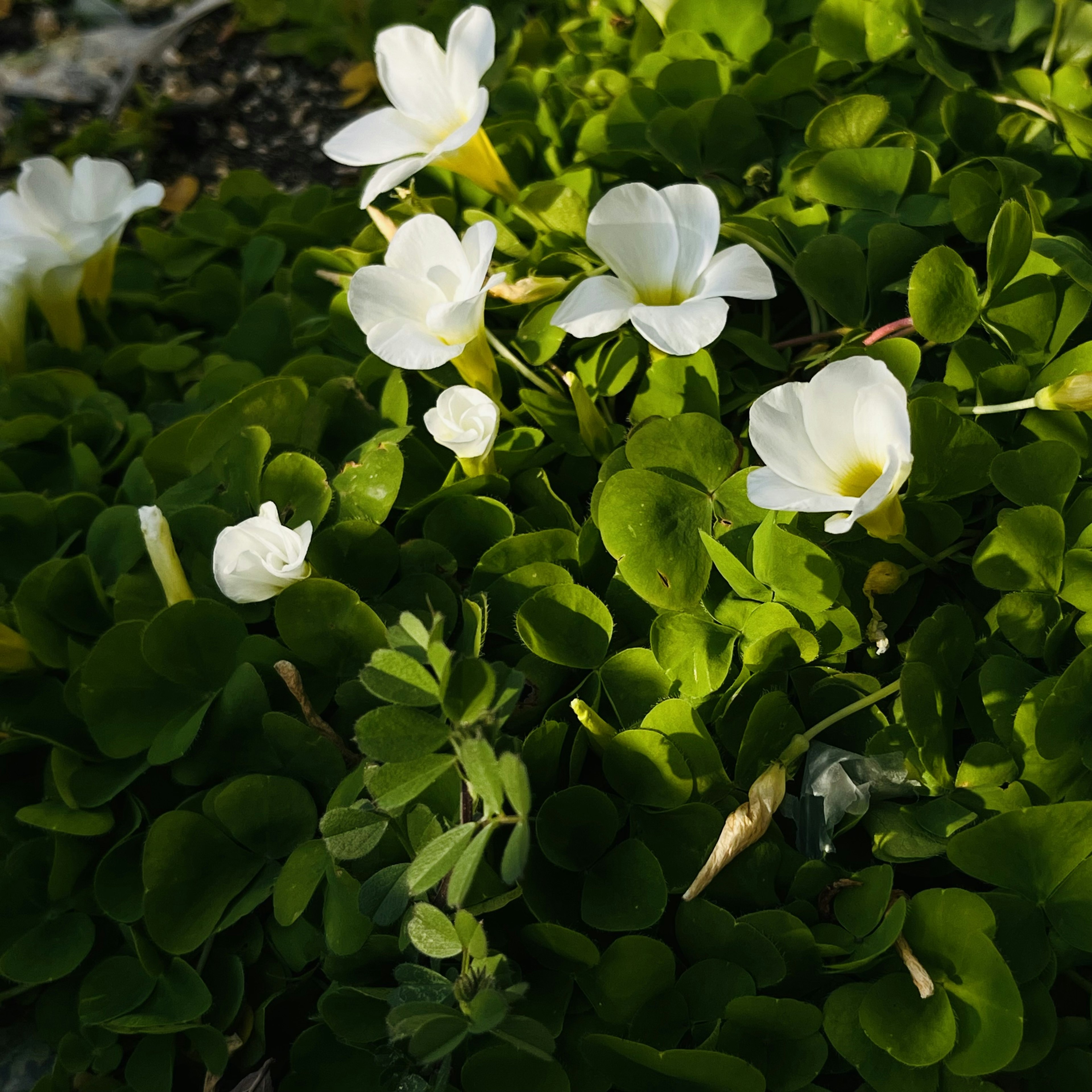 Close-up of white flowers blooming among green leaves