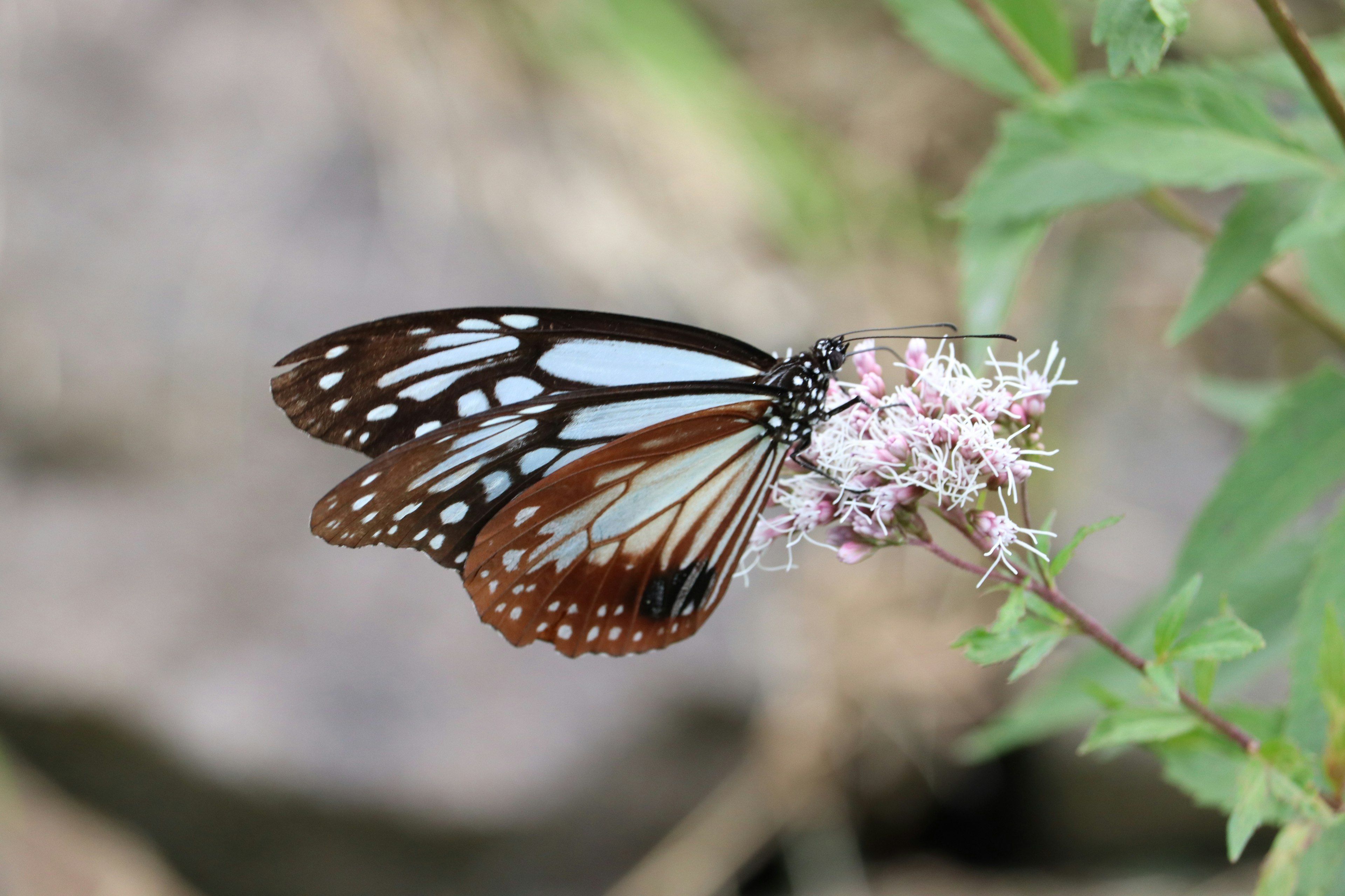 Butterfly with blue and brown patterns perched on a flower