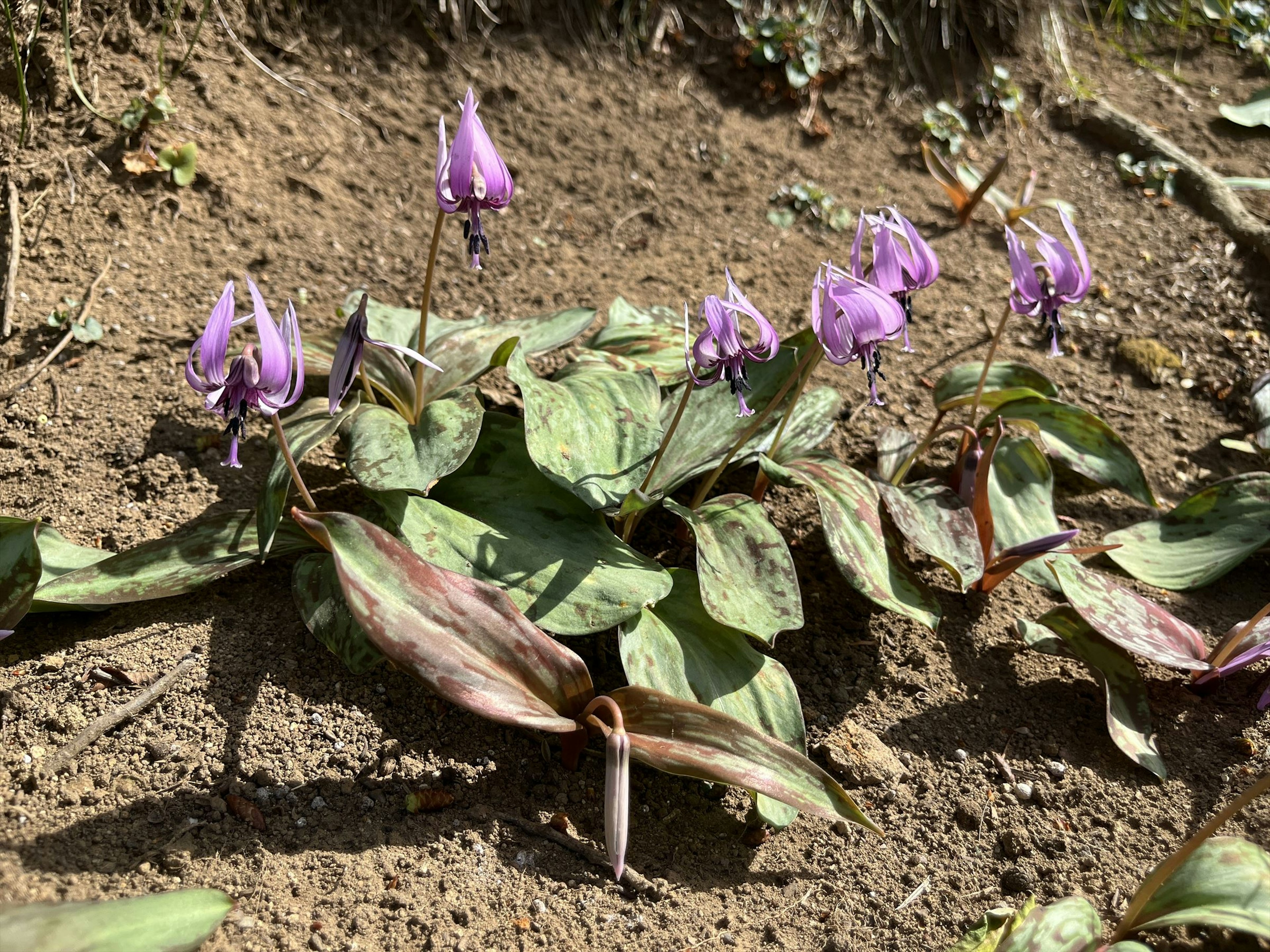 Plant with purple flowers growing on the ground