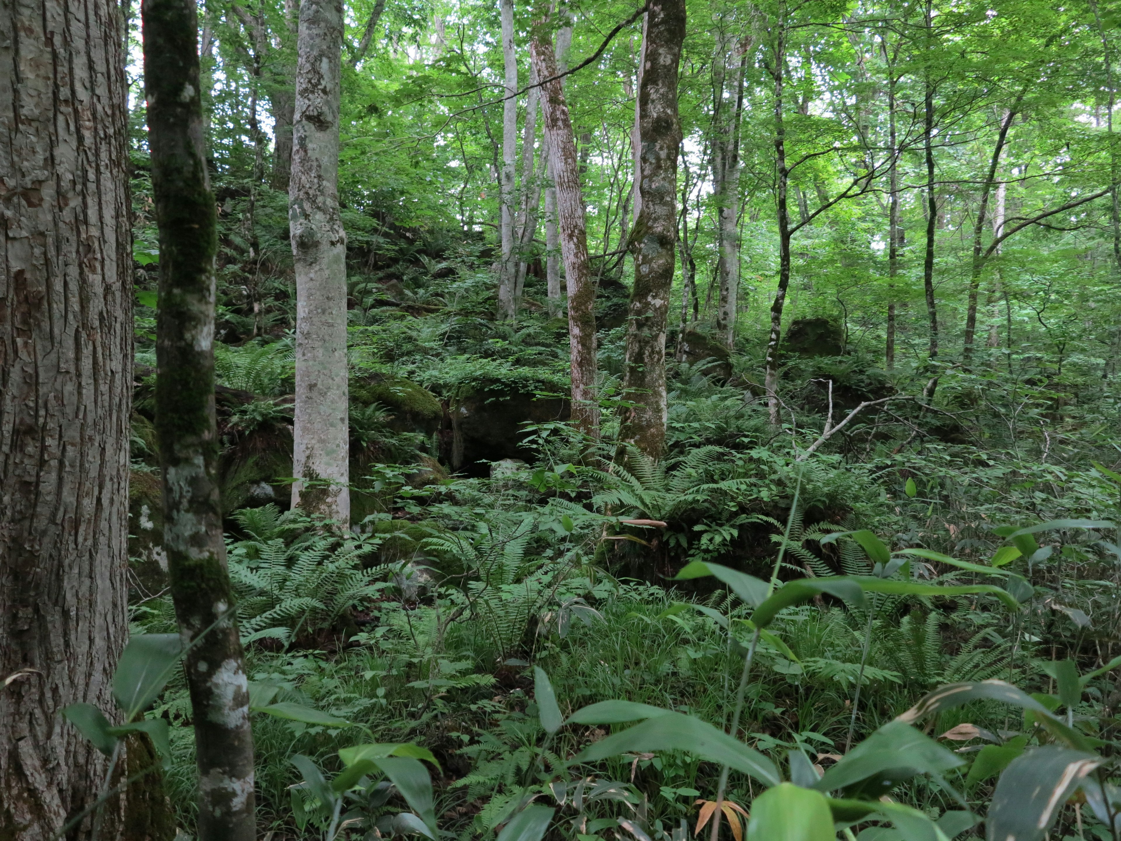 Escena de bosque frondoso con árboles y follaje