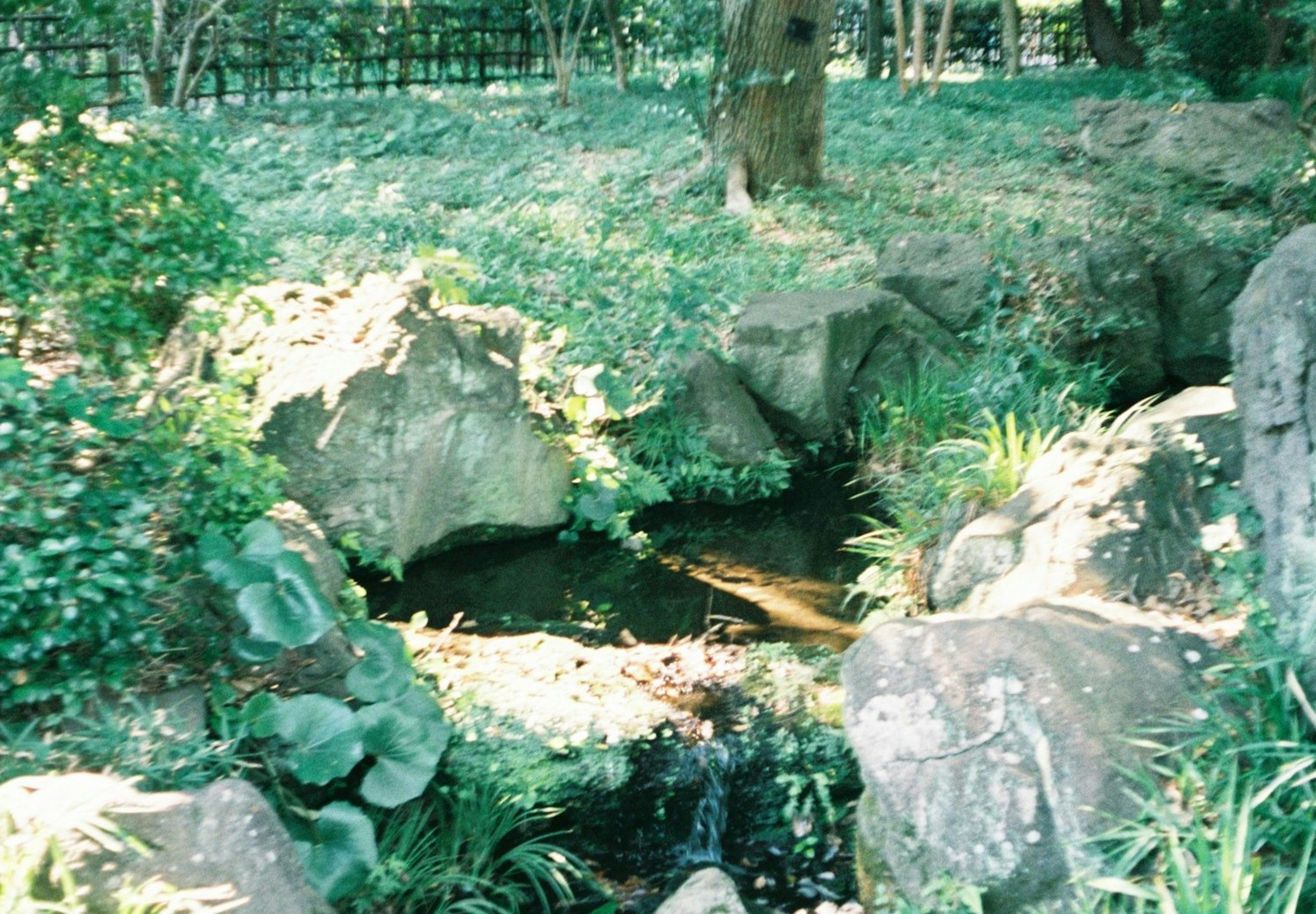 緑豊かな公園の小川と岩の景色