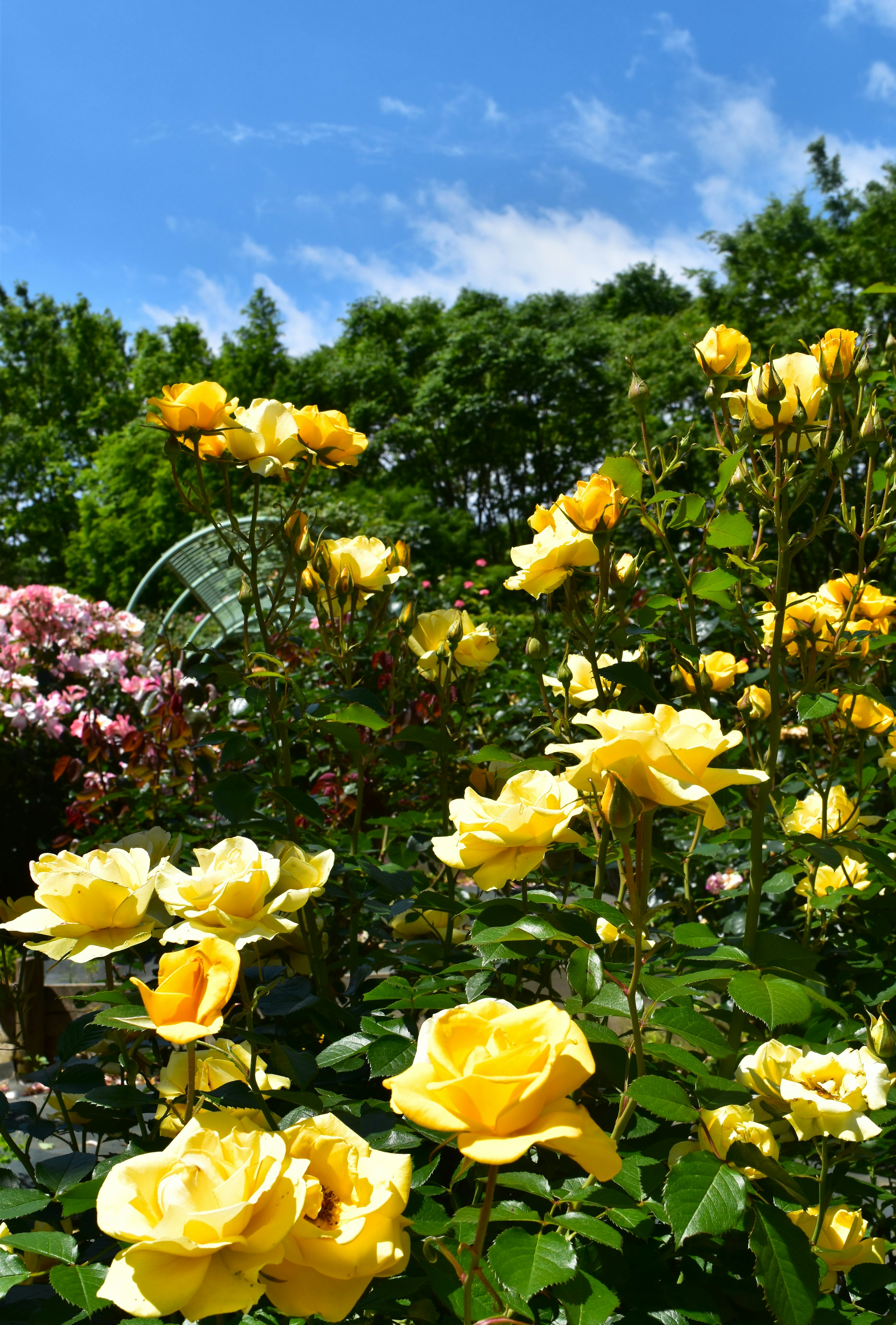 A garden scene featuring blooming yellow roses against a blue sky and green foliage