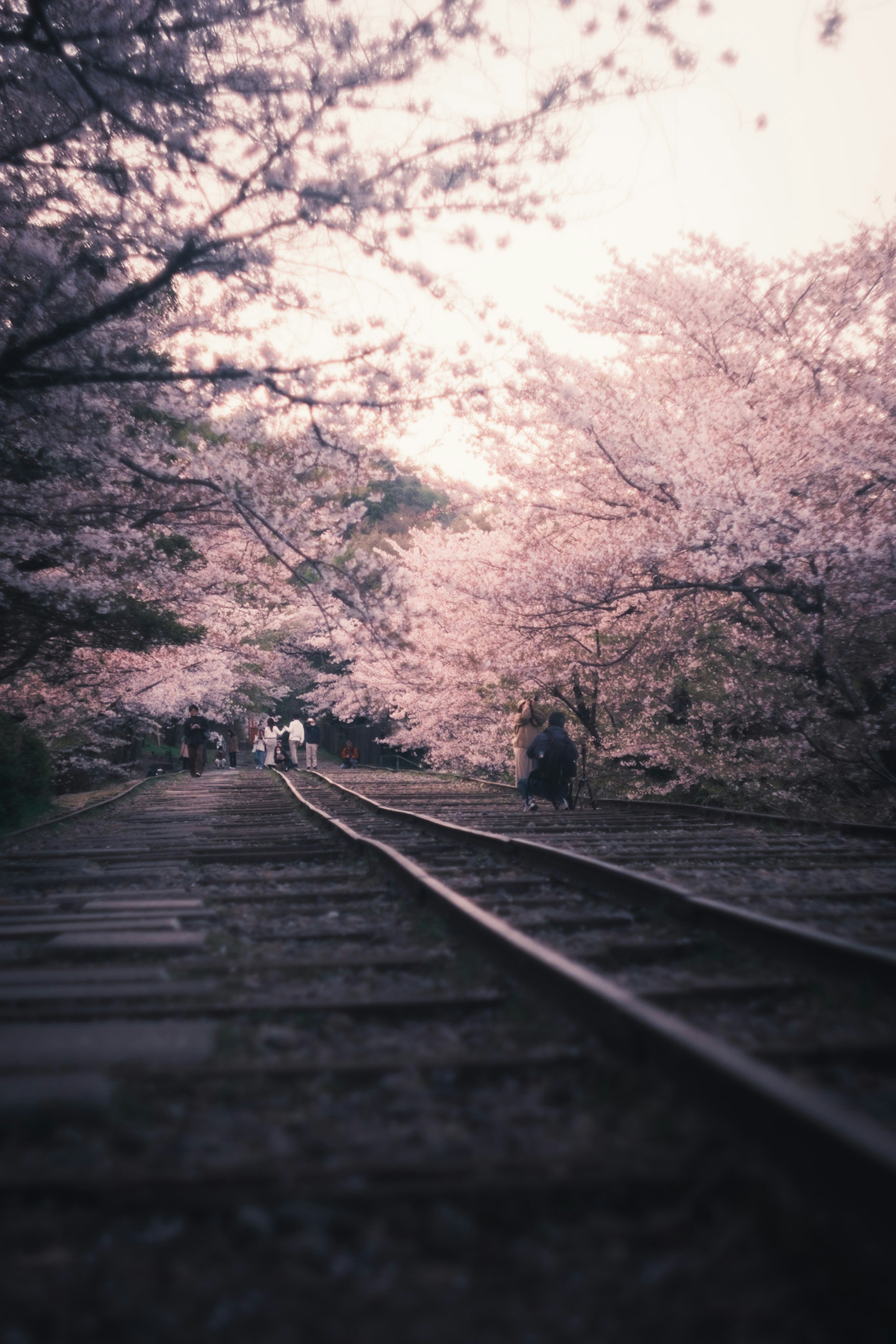 Jalur kereta api dikelilingi oleh pohon bunga sakura