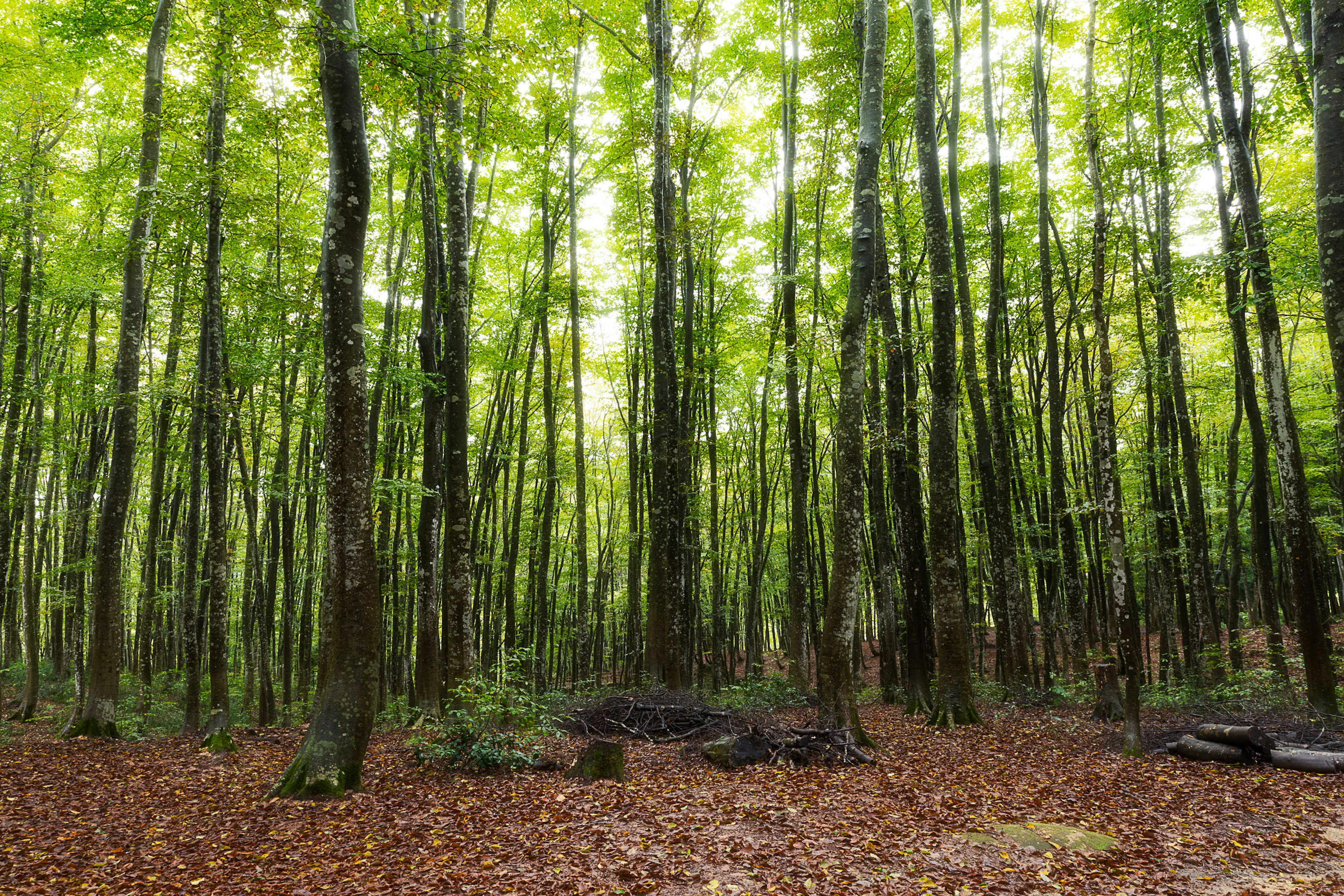 Foresta fitta con alberi alti e fogliame verde lussureggiante