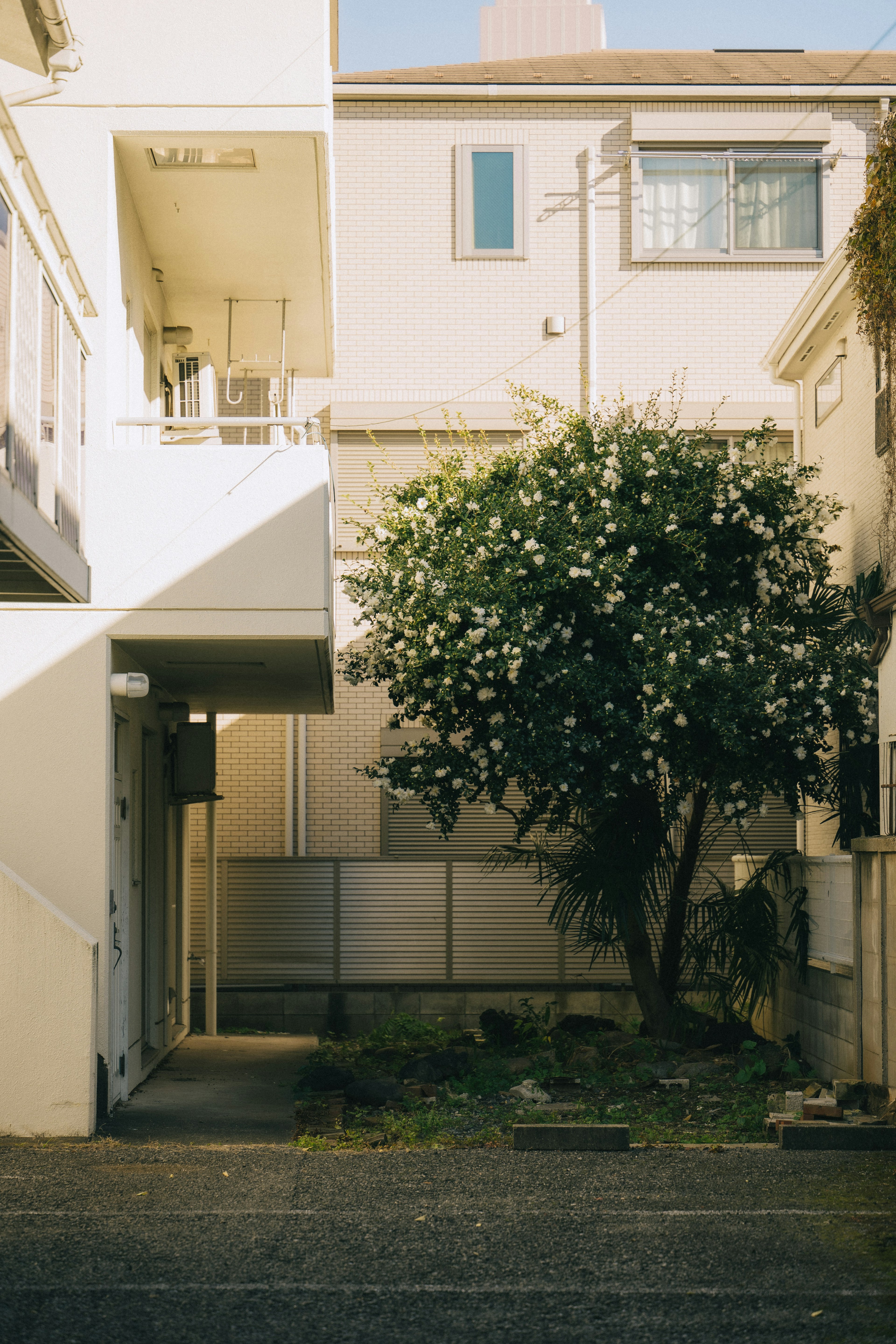 Escena de patio con un árbol en flor y edificios circundantes