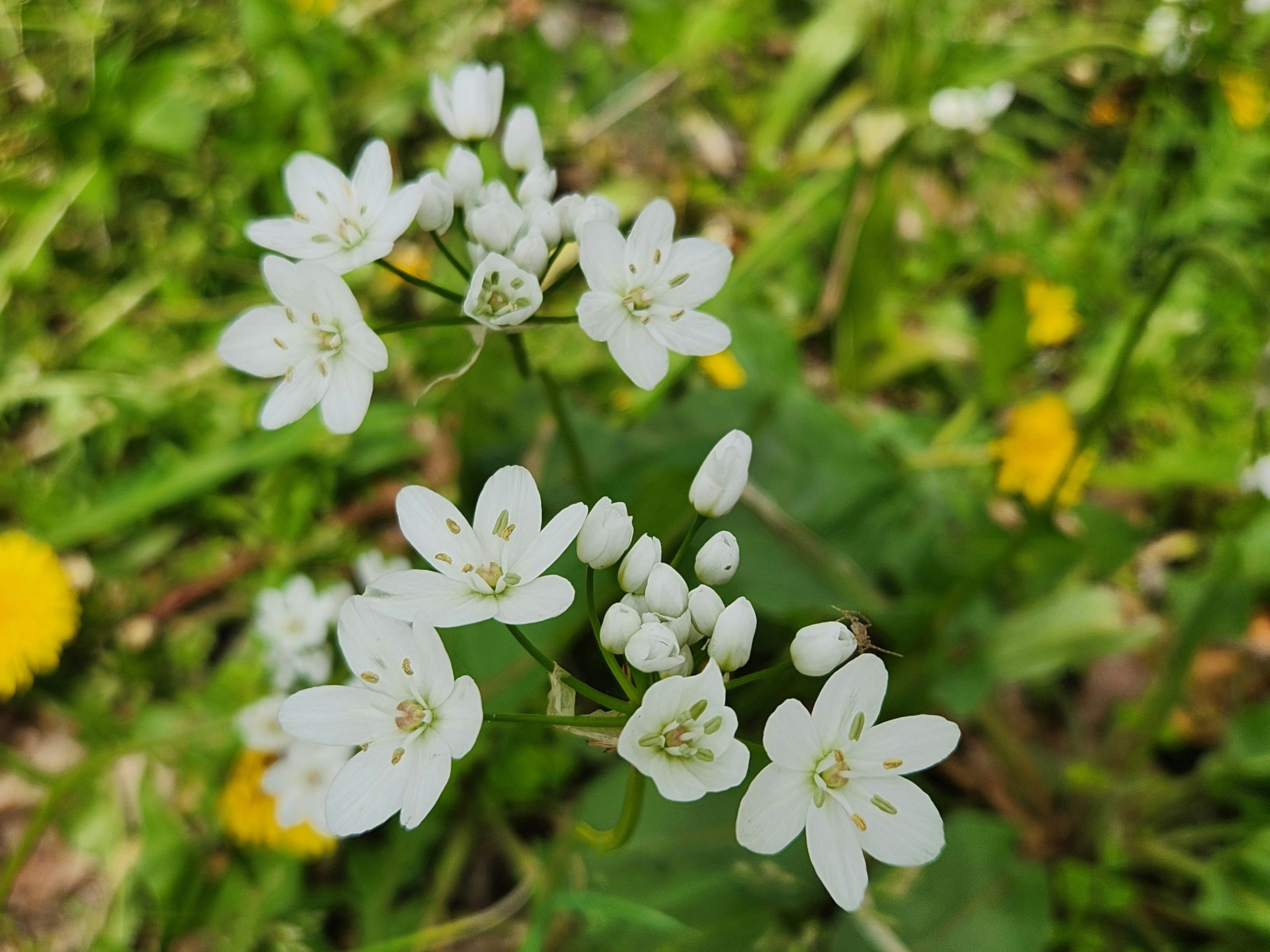 Sekelompok bunga putih kecil dengan daun hijau di area berumput